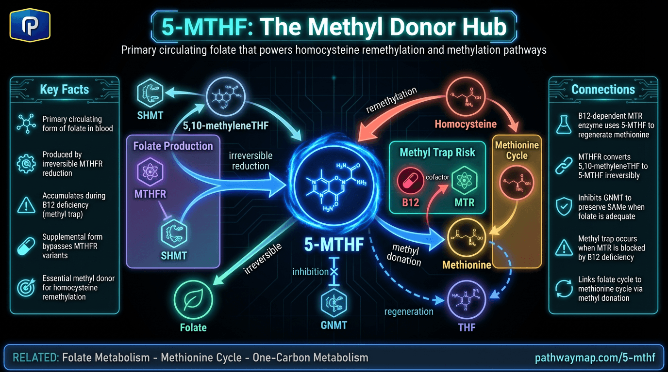 5-MTHF (5-Methyltetrahydrofolate)