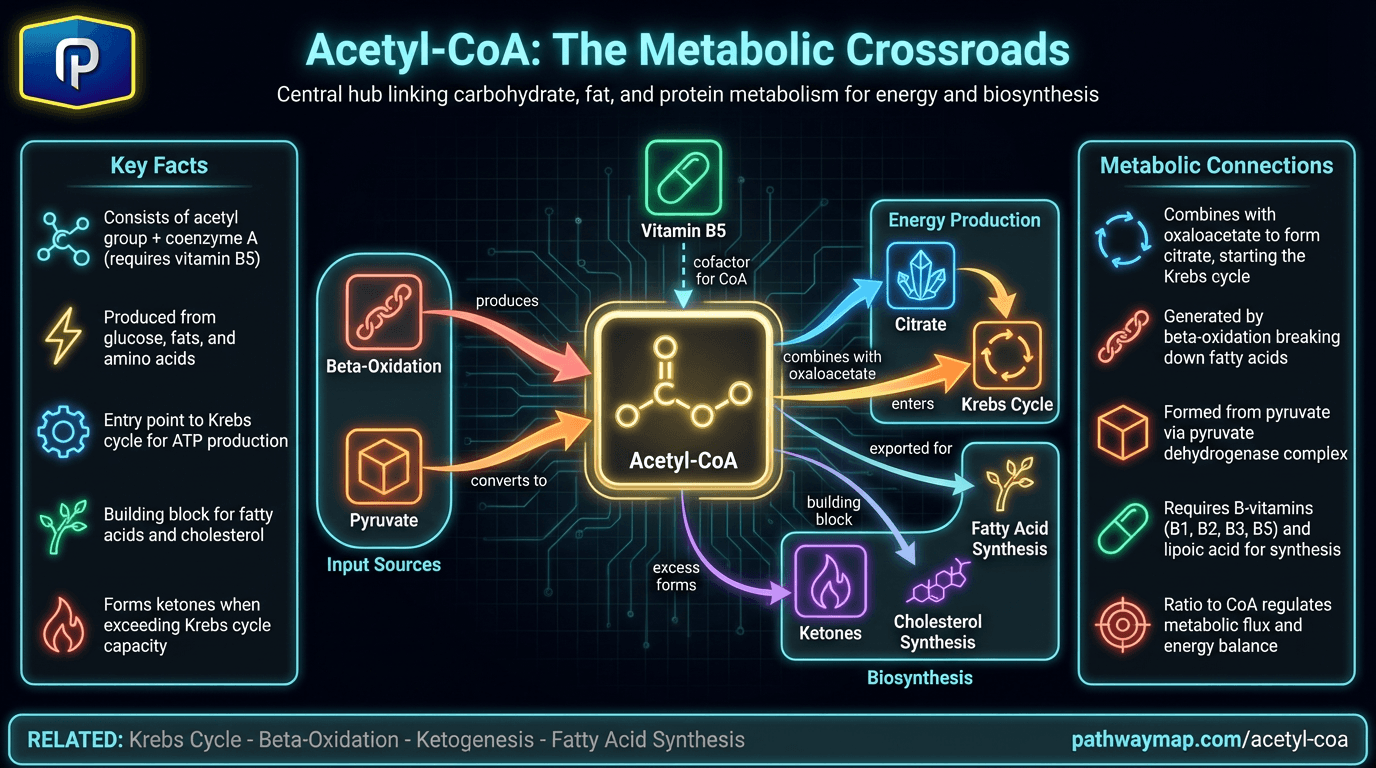Acetyl-CoA
