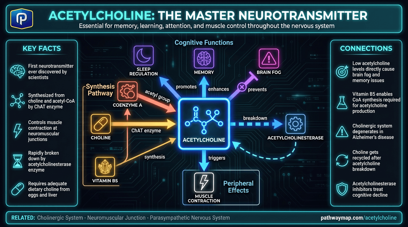 Acetylcholine synthesis and receptor pathways