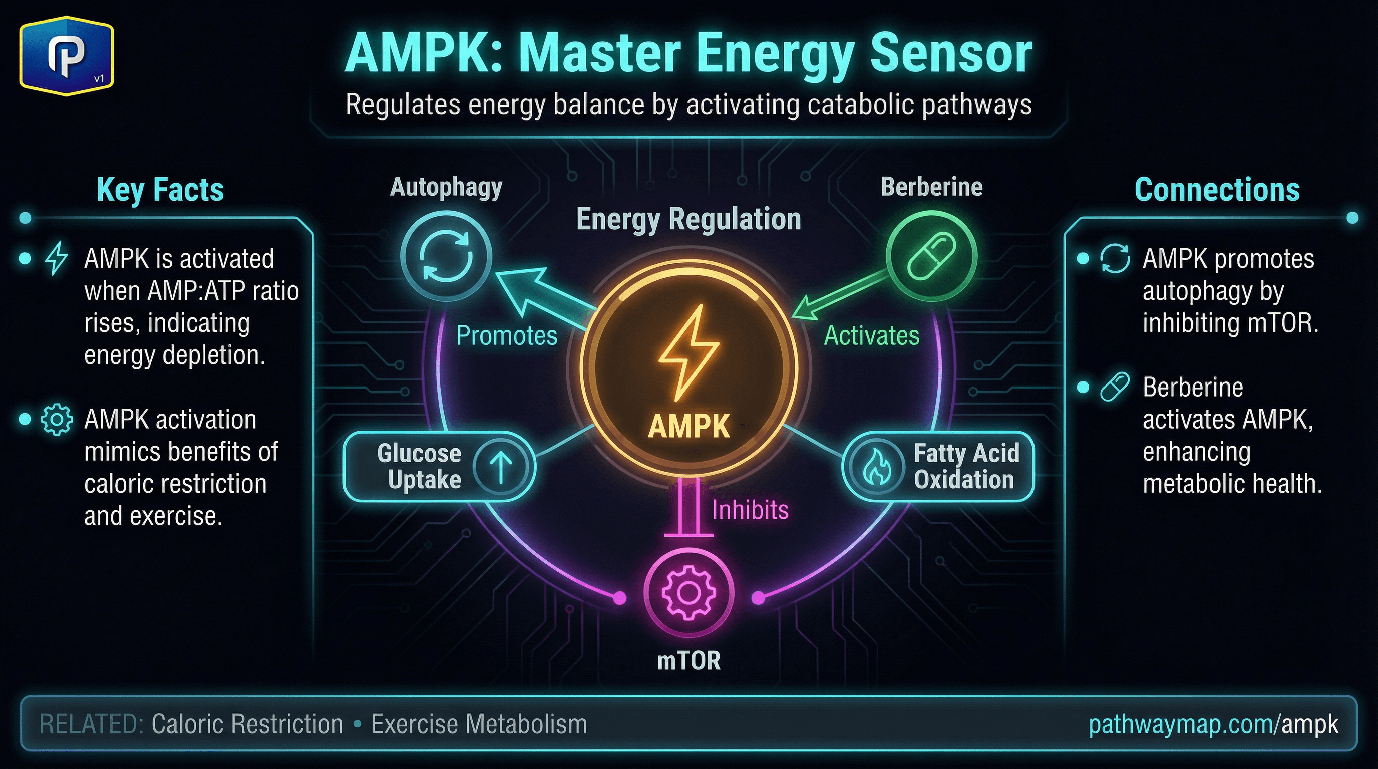 AMPK activation and metabolic effects