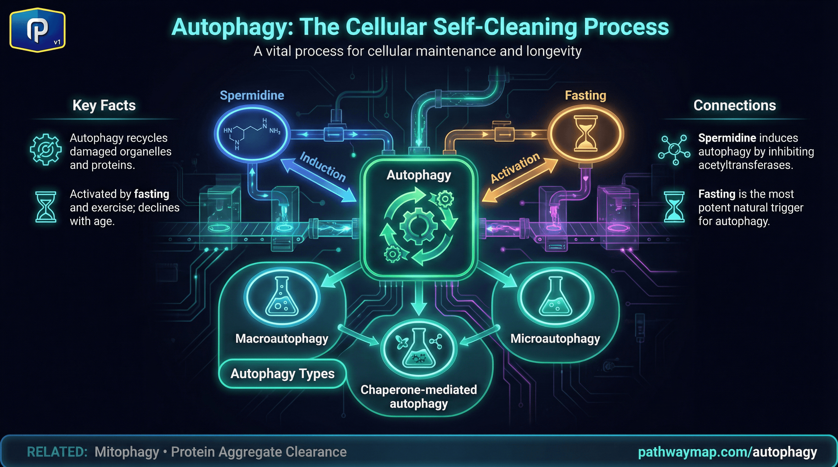 Autophagy process and triggers