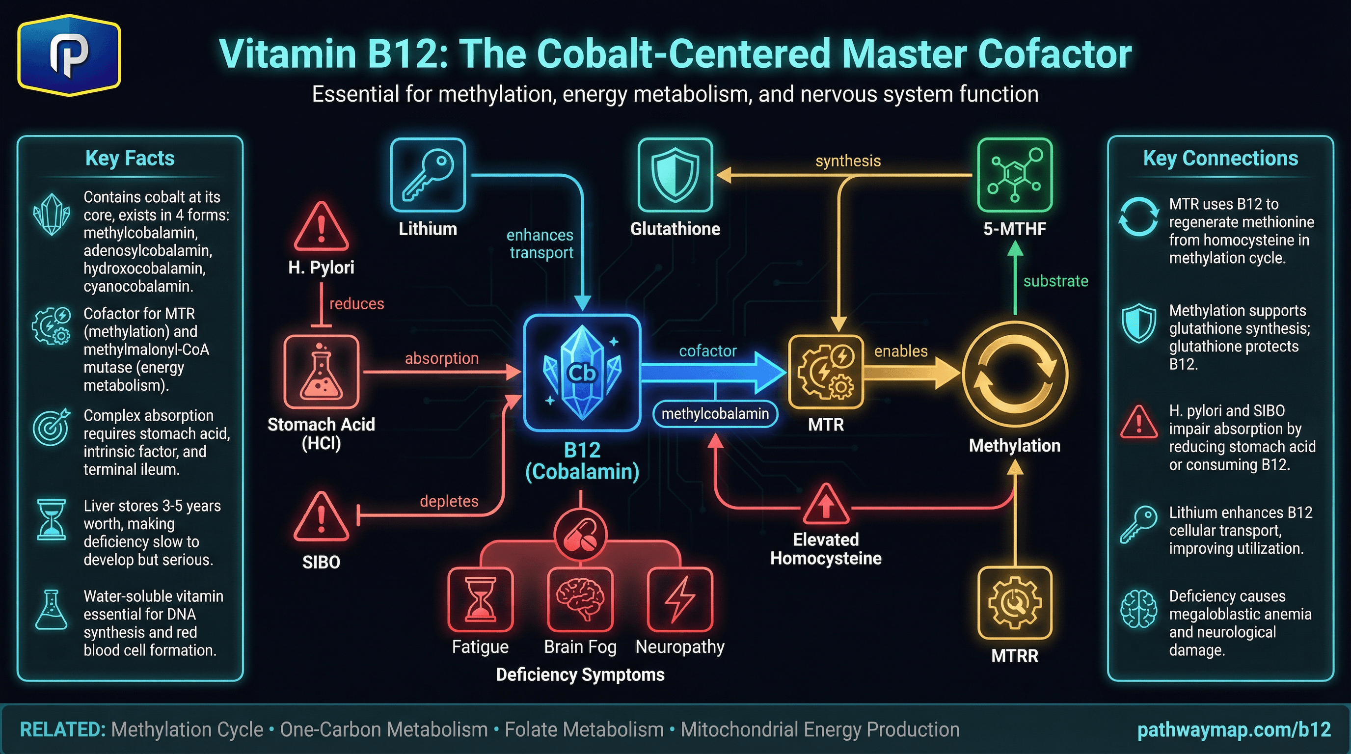 Vitamin B12 metabolic pathways showing methylation and mitochondrial roles
