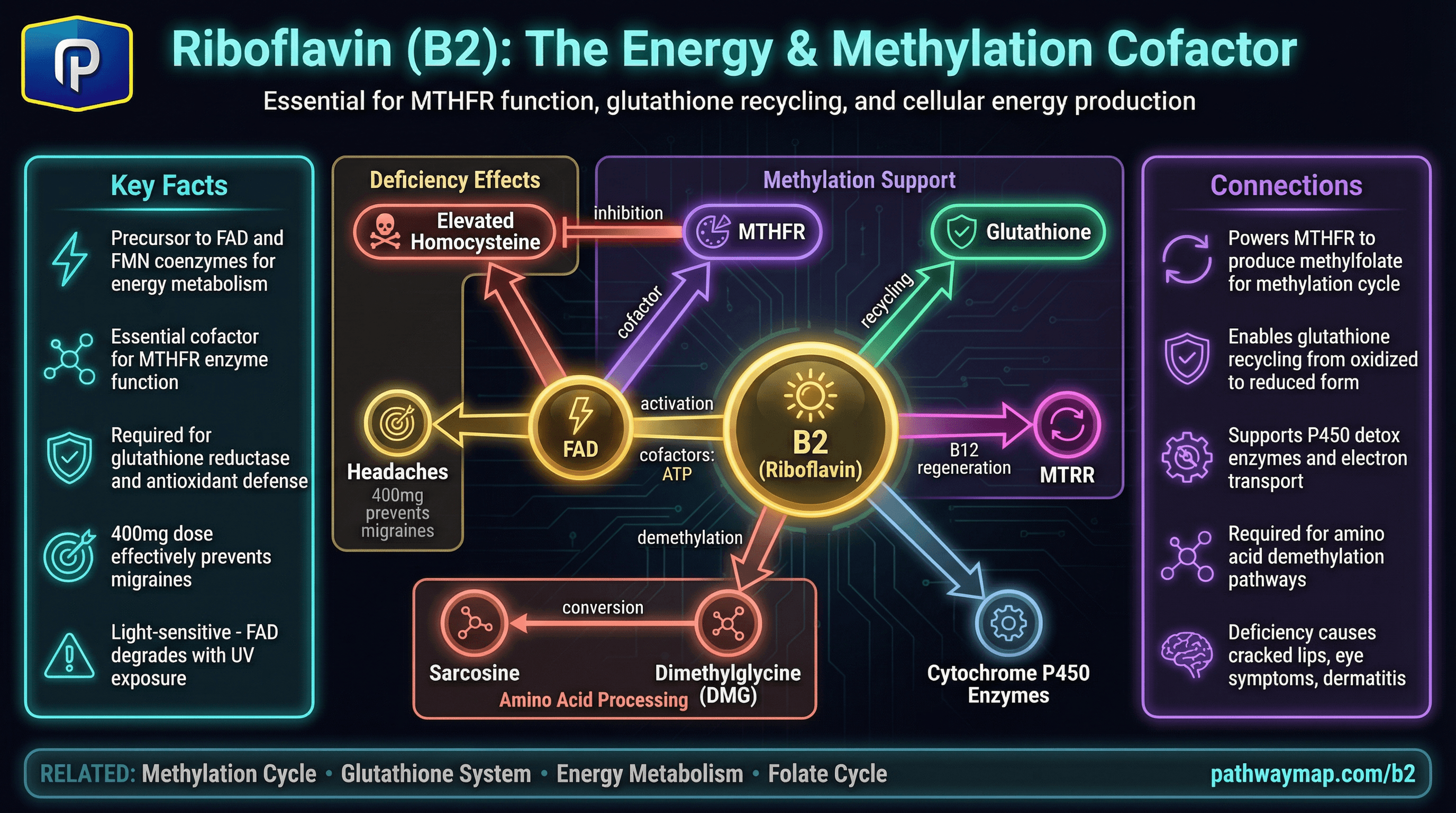 B2 pathway diagram