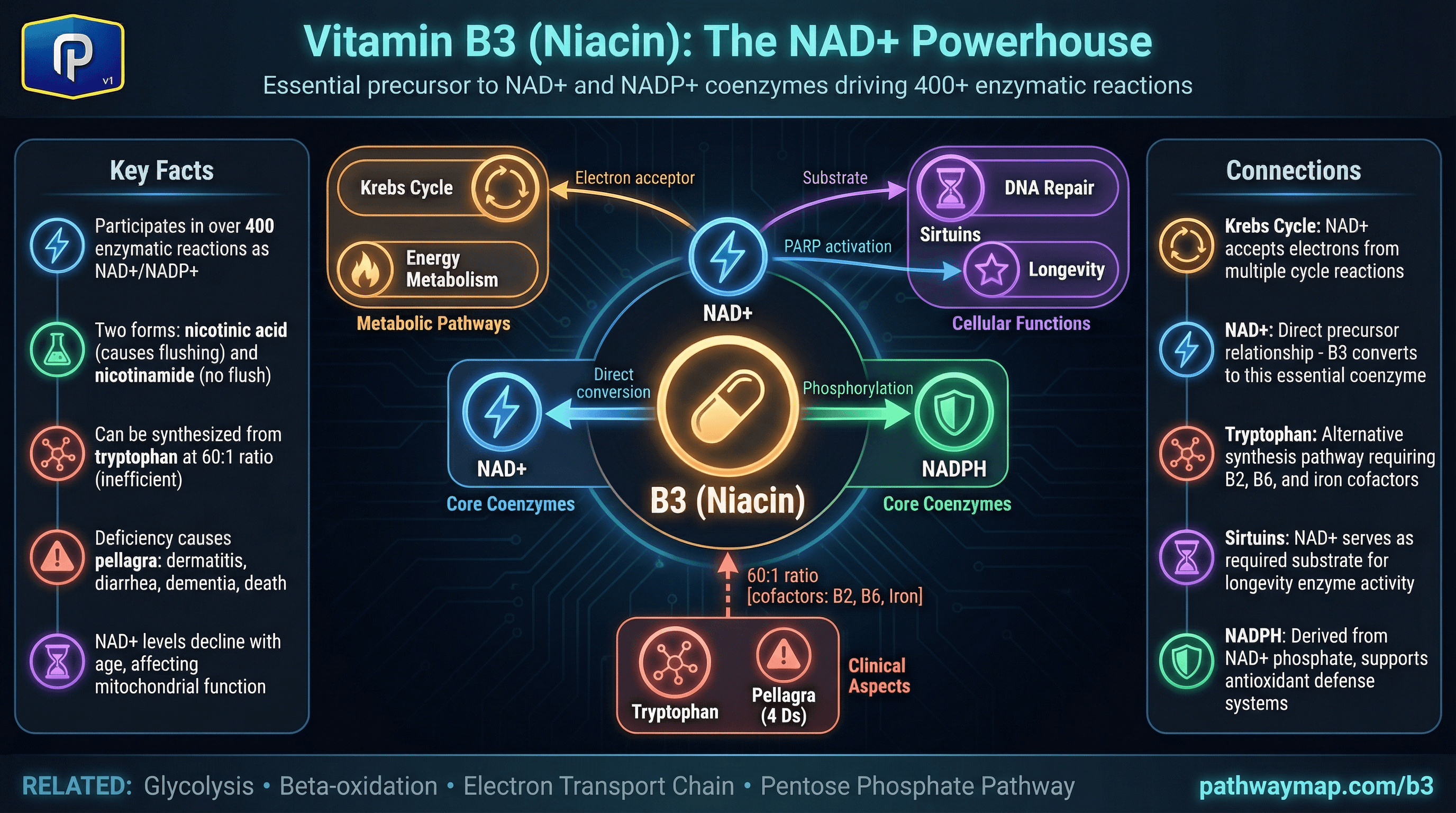 Vitamin B3 pathways