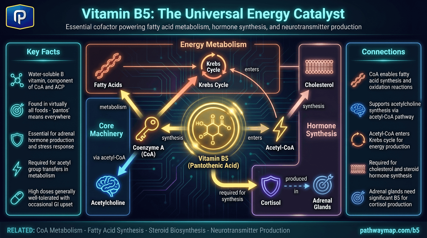 Vitamin B5 pathways
