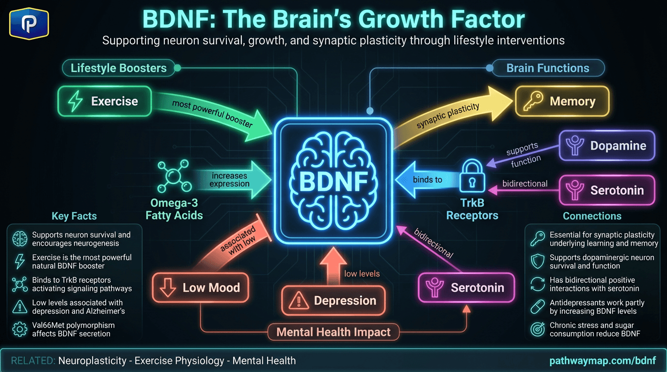 BDNF and brain health