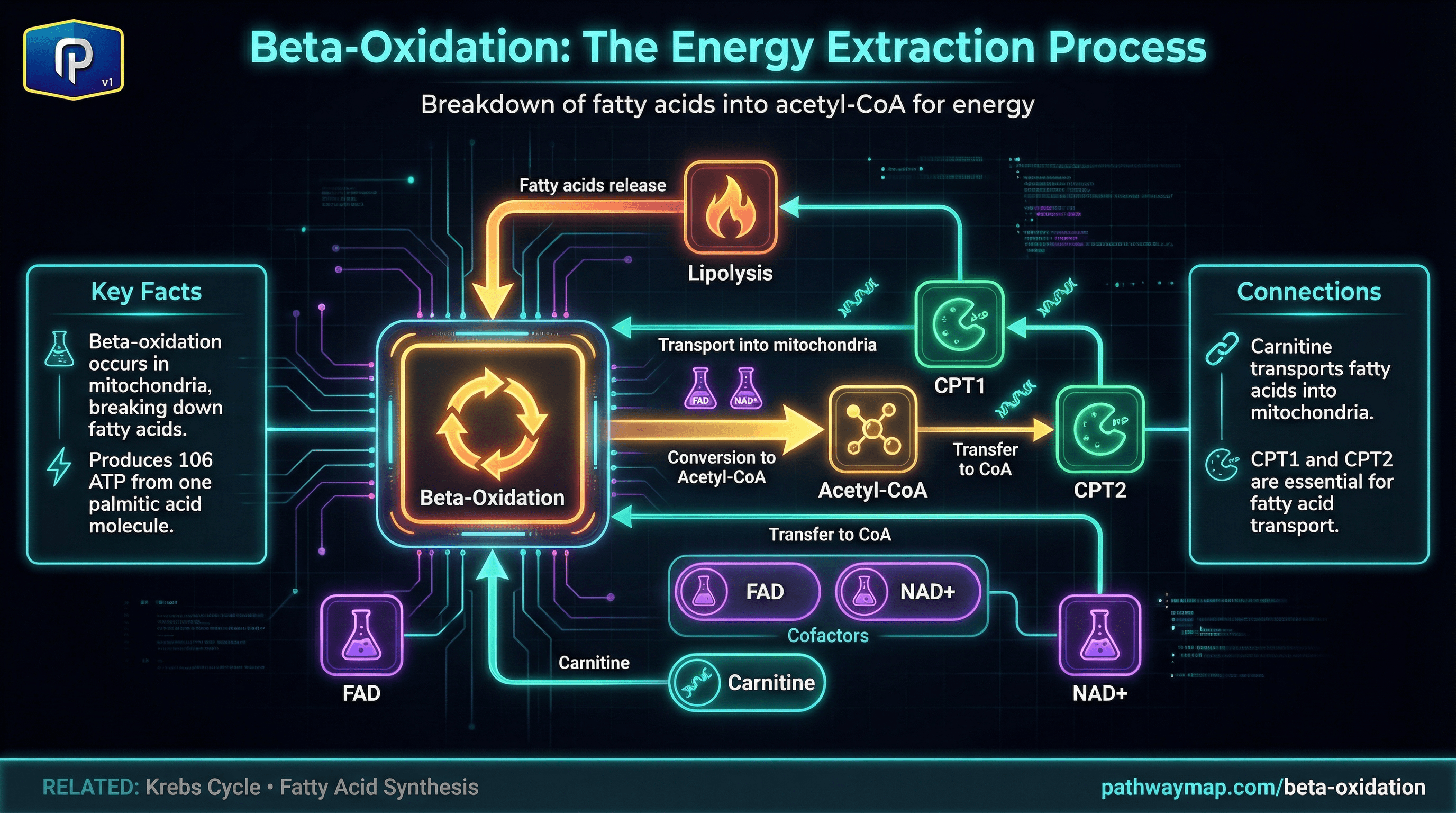 Beta-Oxidation