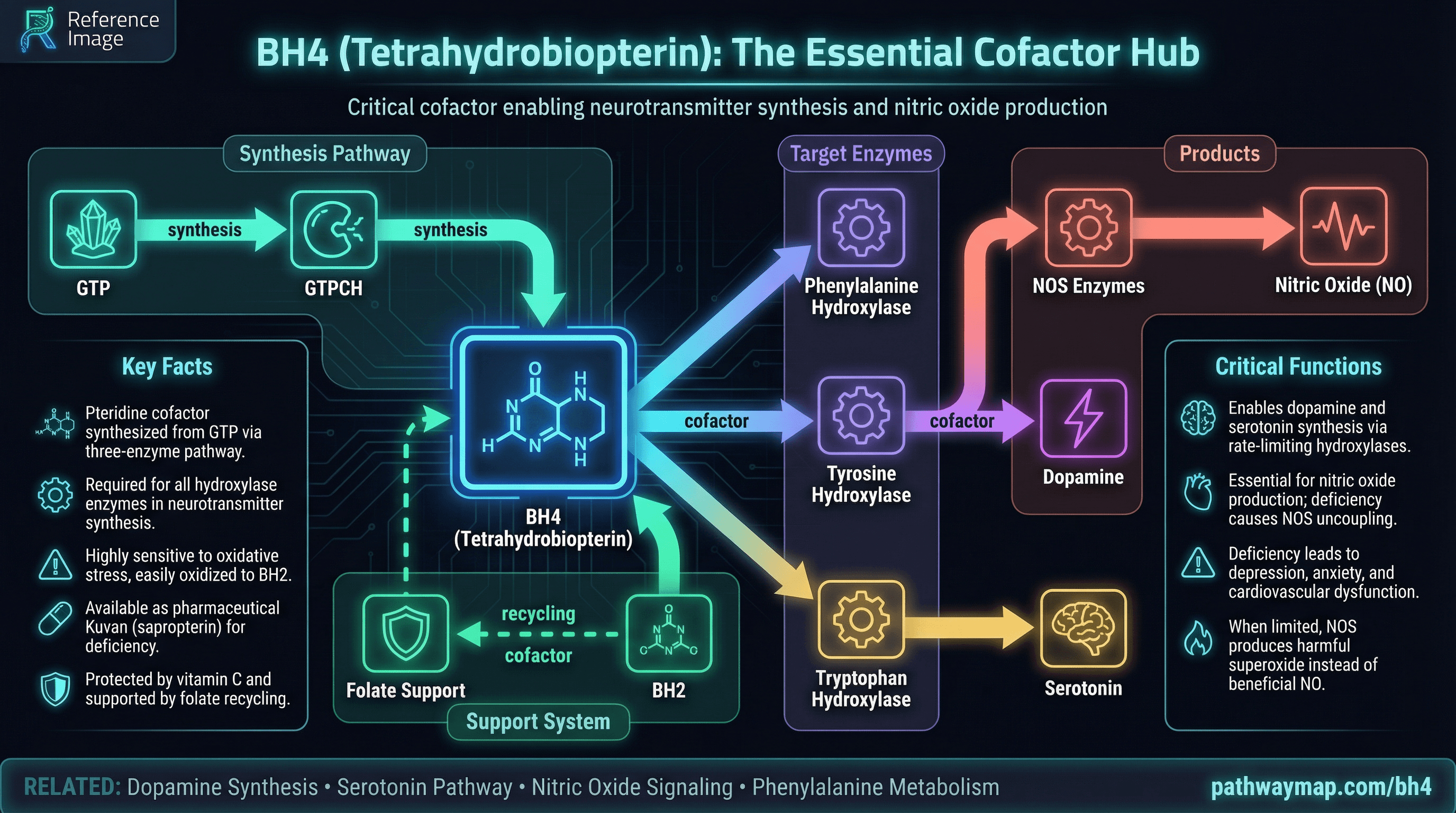 BH4 cofactor pathways