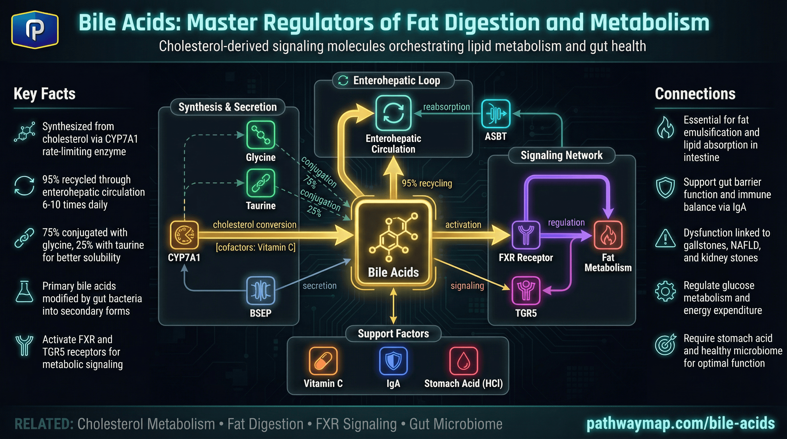 Bile acid synthesis and enterohepatic circulation