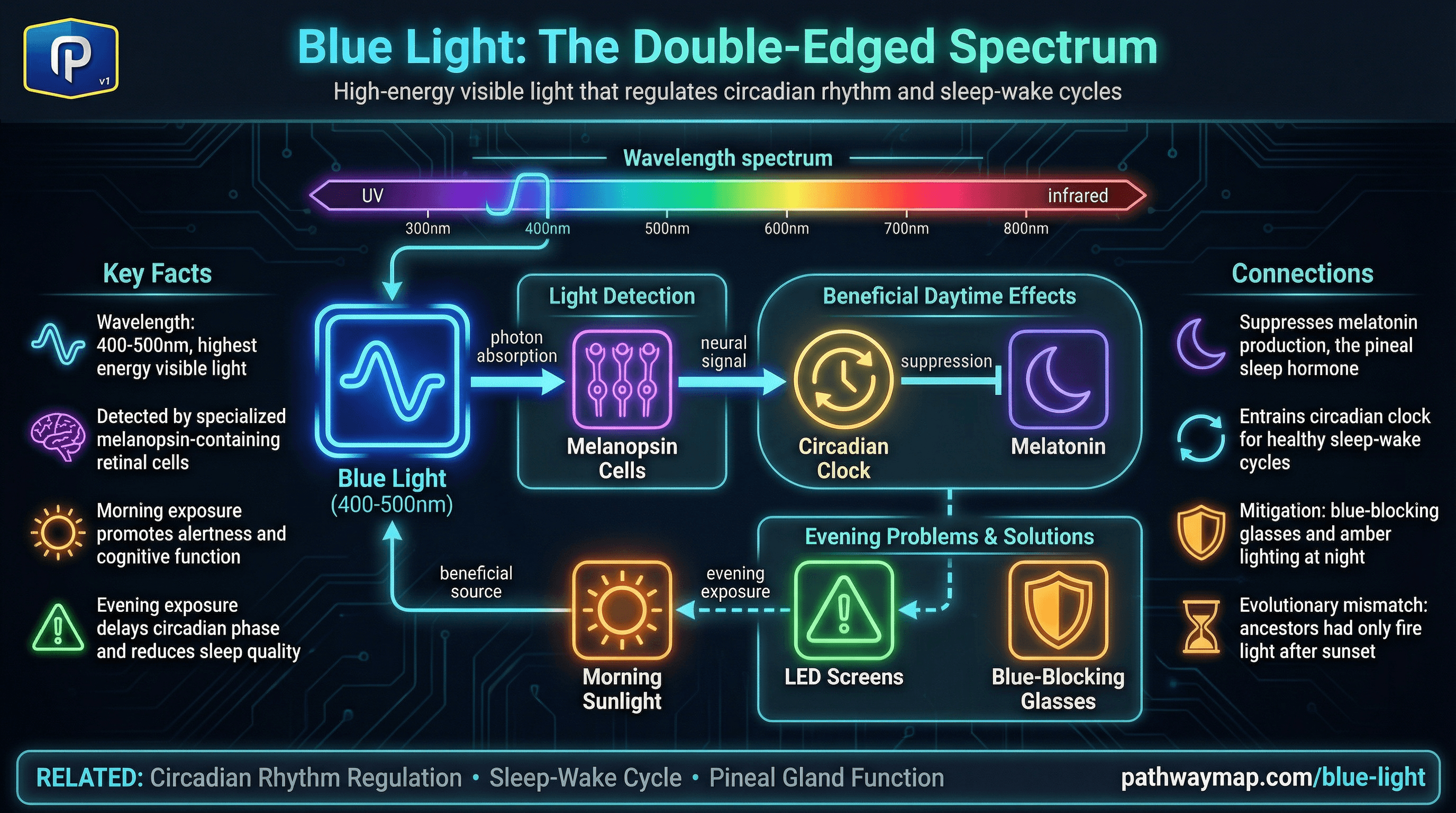 Blue Light pathway diagram