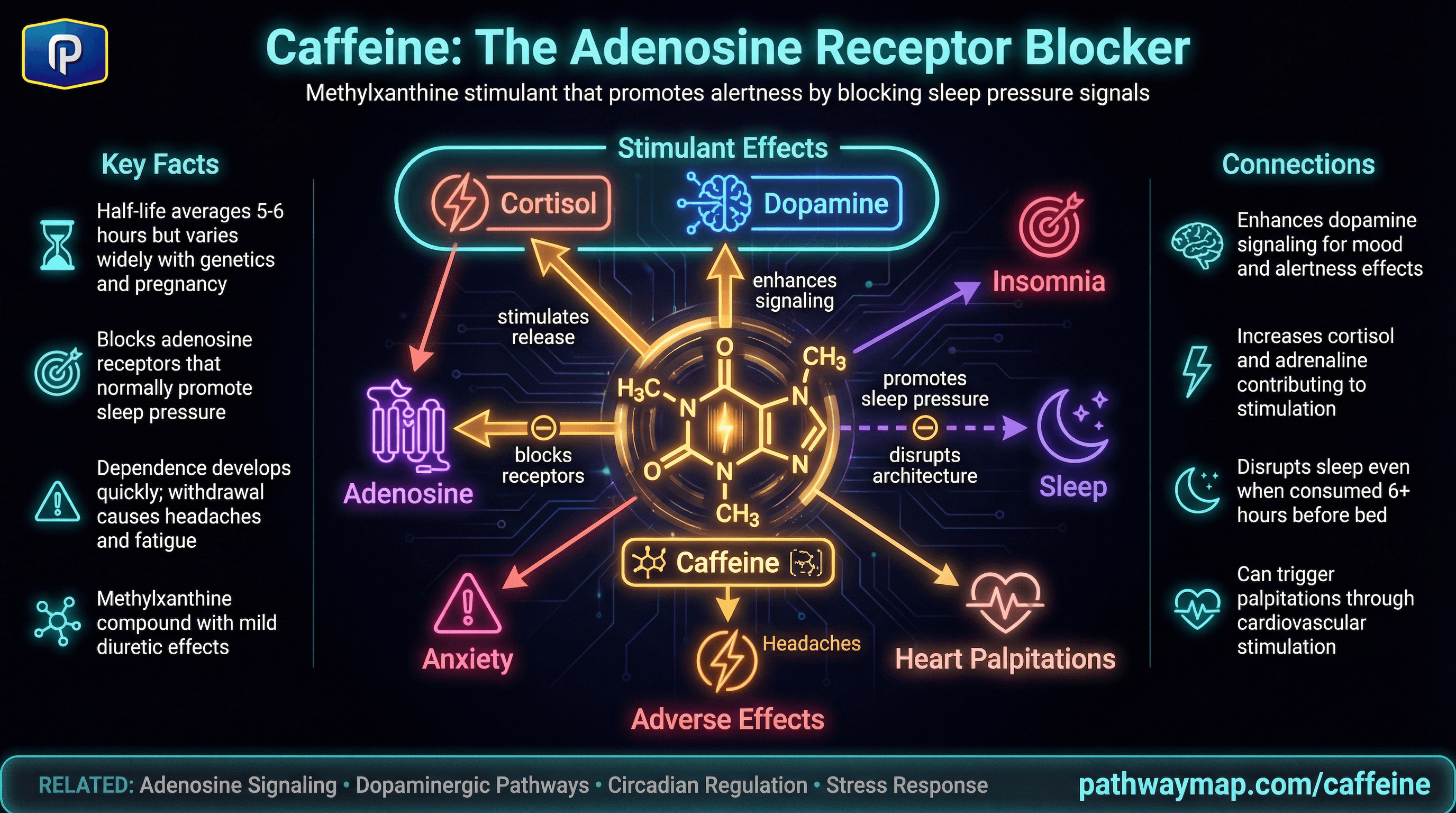 Caffeine metabolism and effects