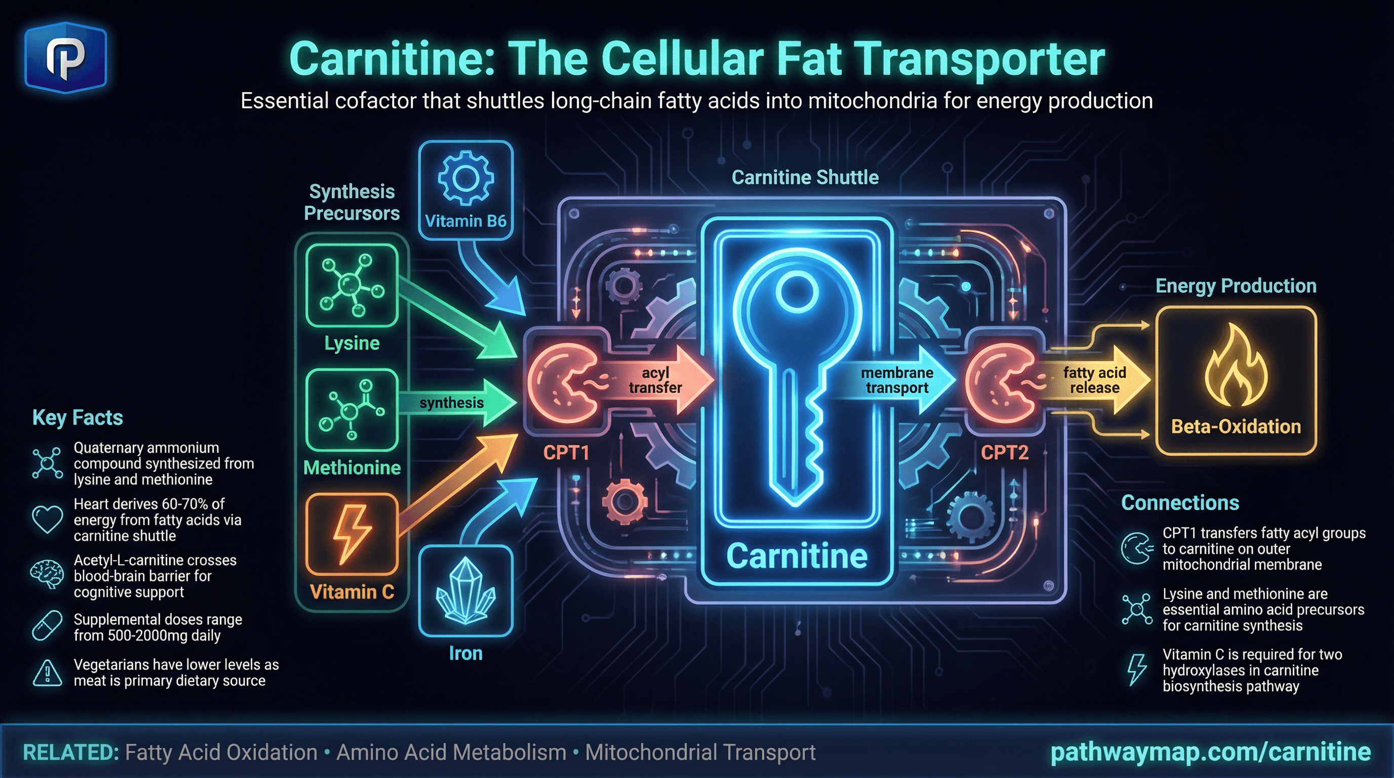 Carnitine fatty acid transport system