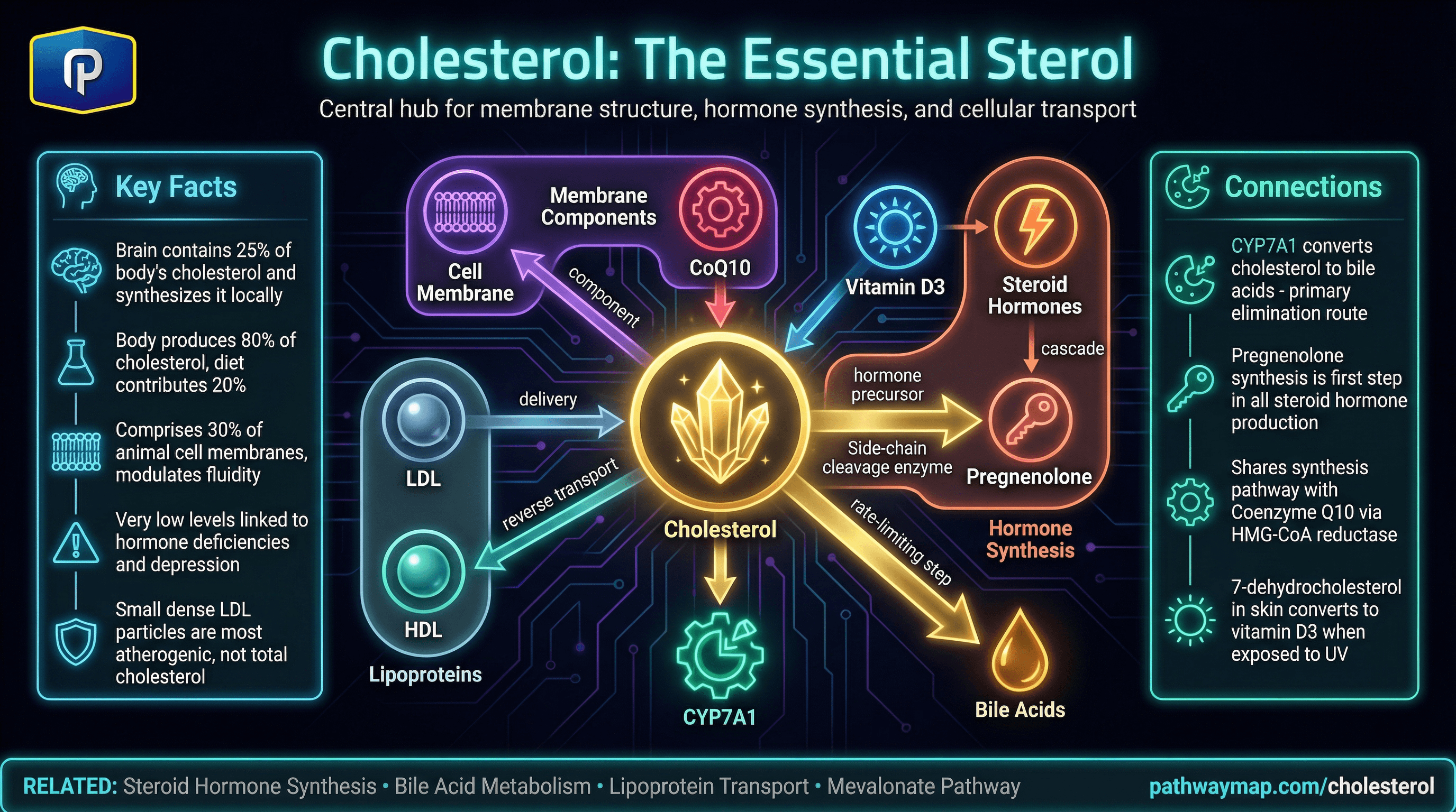 Cholesterol metabolism and functions