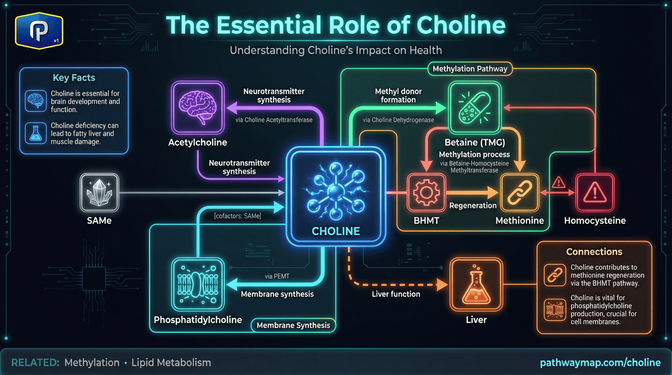 Choline metabolism pathways