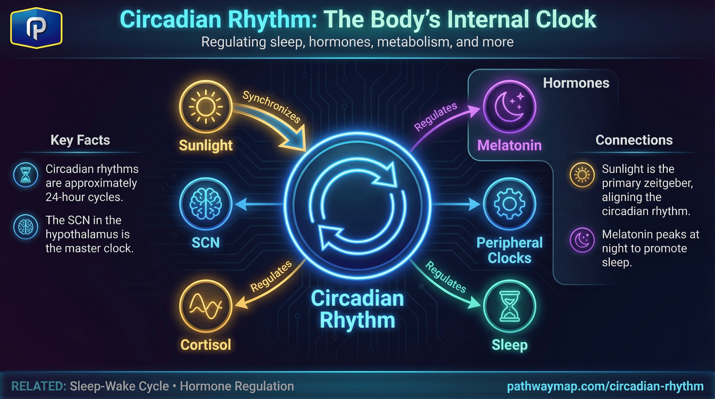 Circadian rhythm cycle