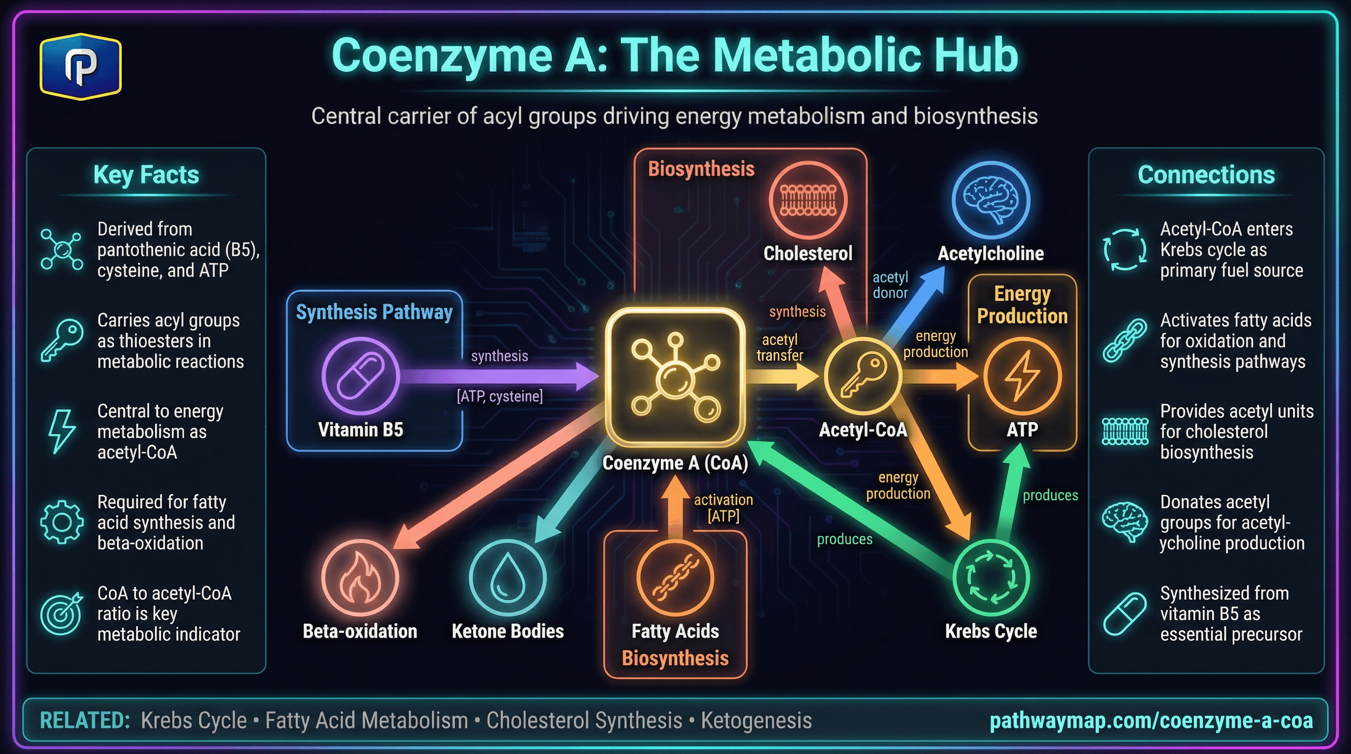 Coenzyme A (CoA)