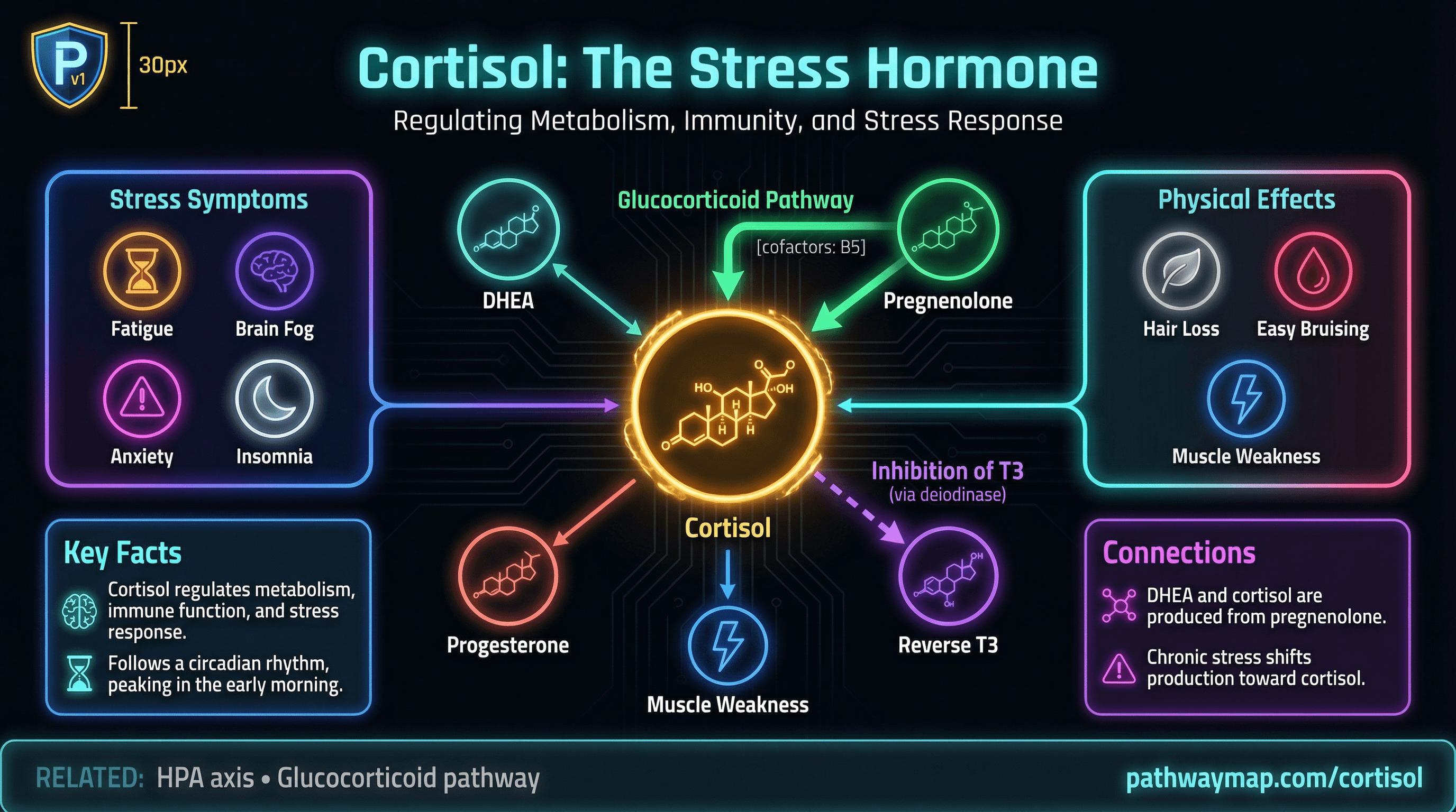 Cortisol pathway diagram