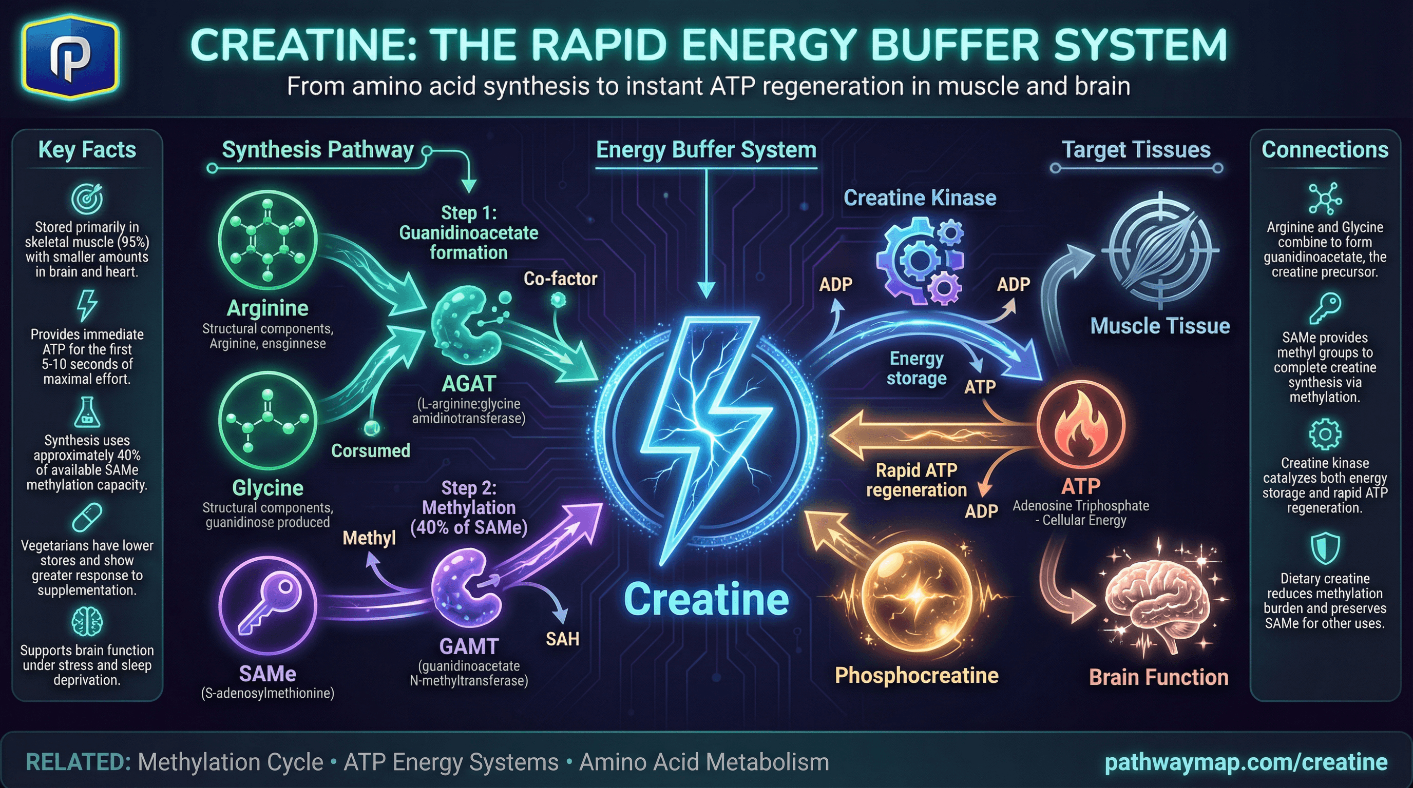 Creatine phosphate system and ATP regeneration