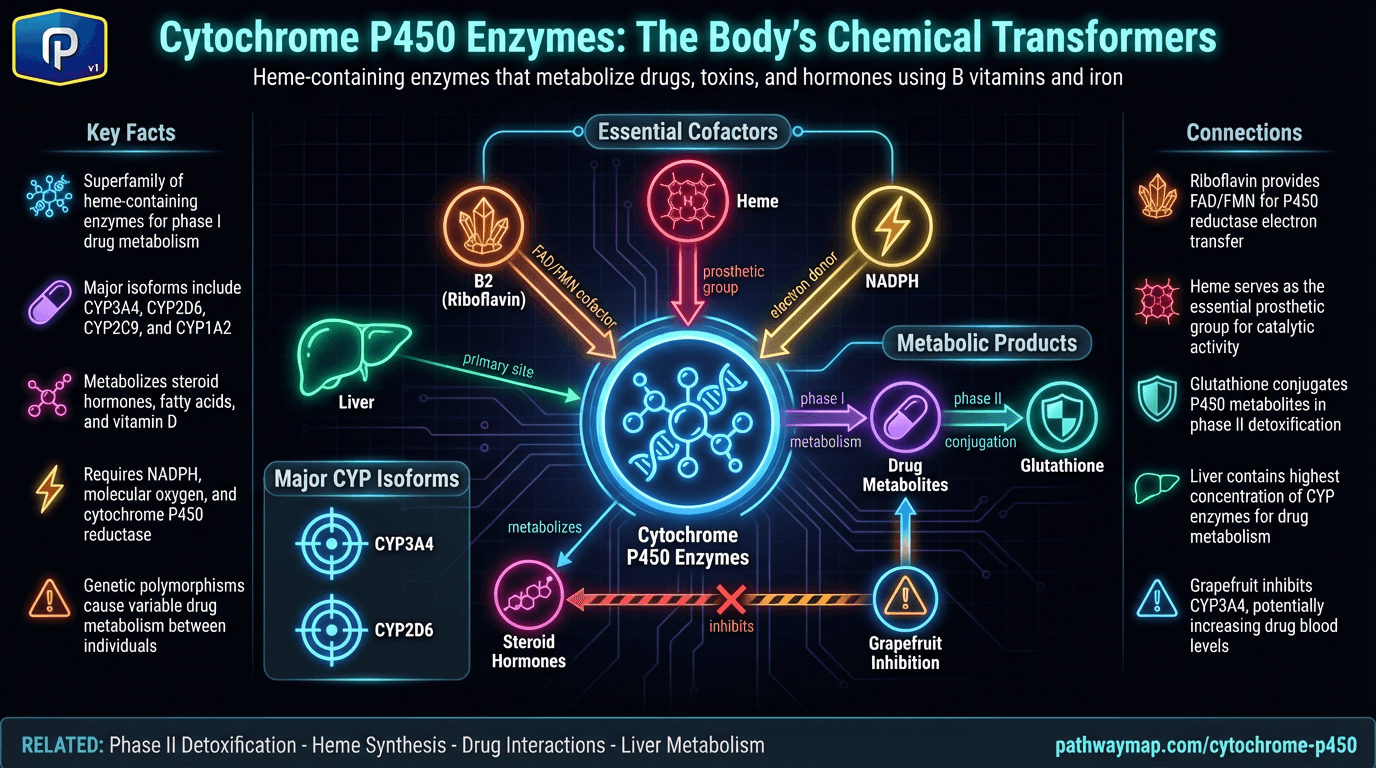 Cytochrome P450 Enzymes