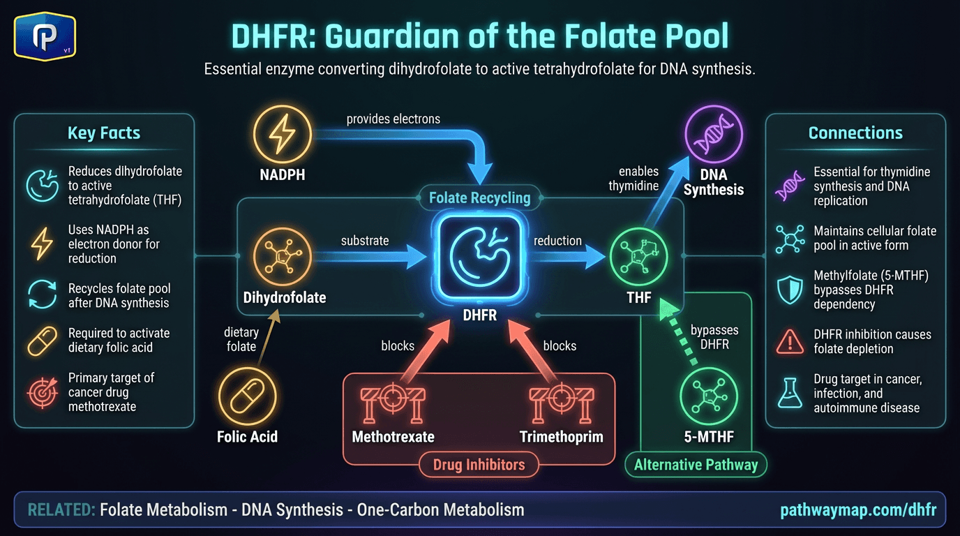DHFR (Dihydrofolate Reductase)