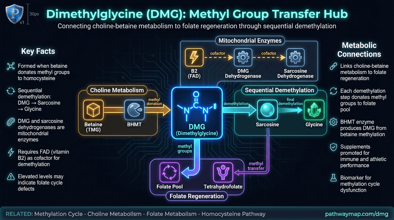 Dimethylglycine (DMG)