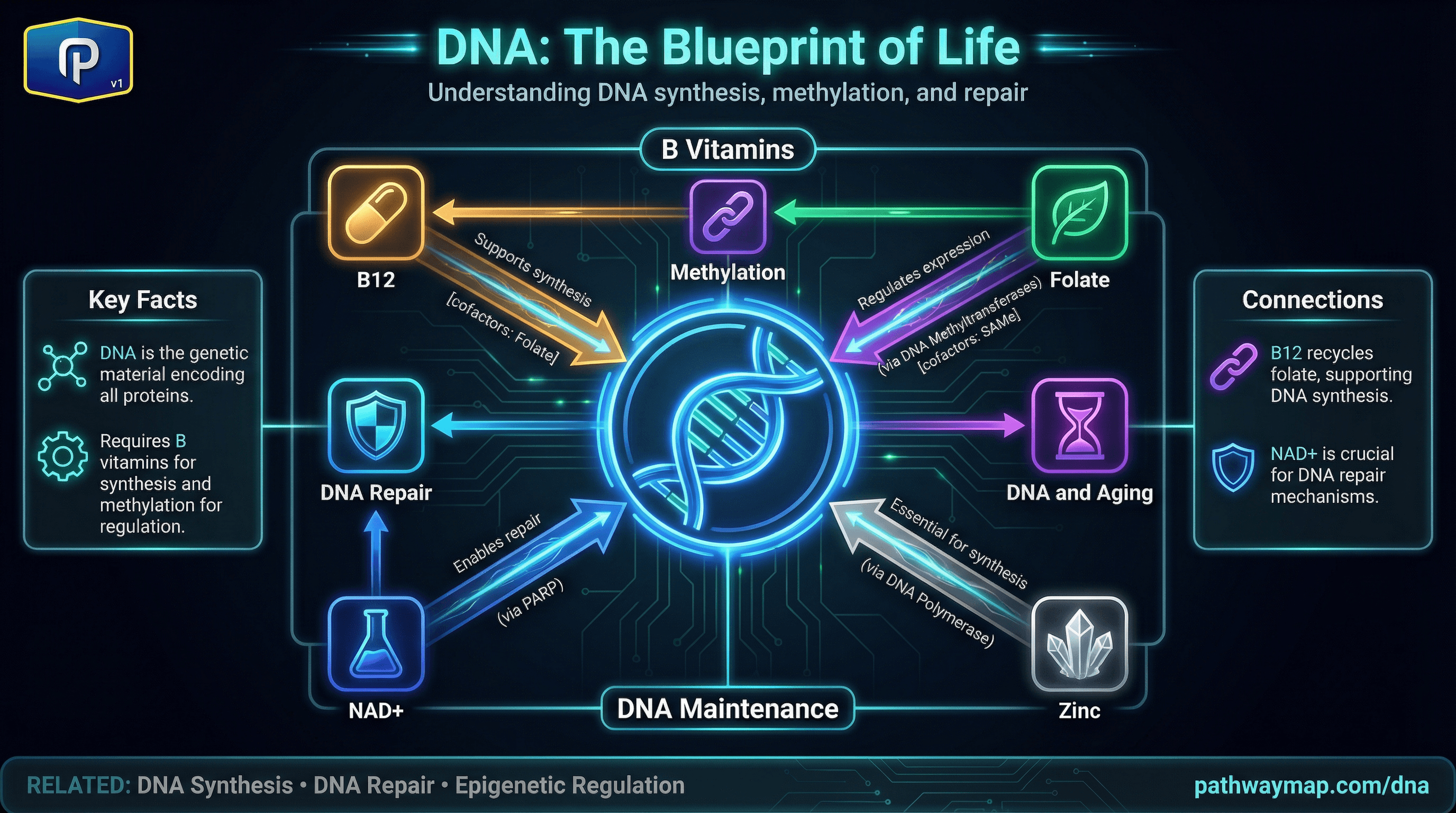 DNA pathway diagram