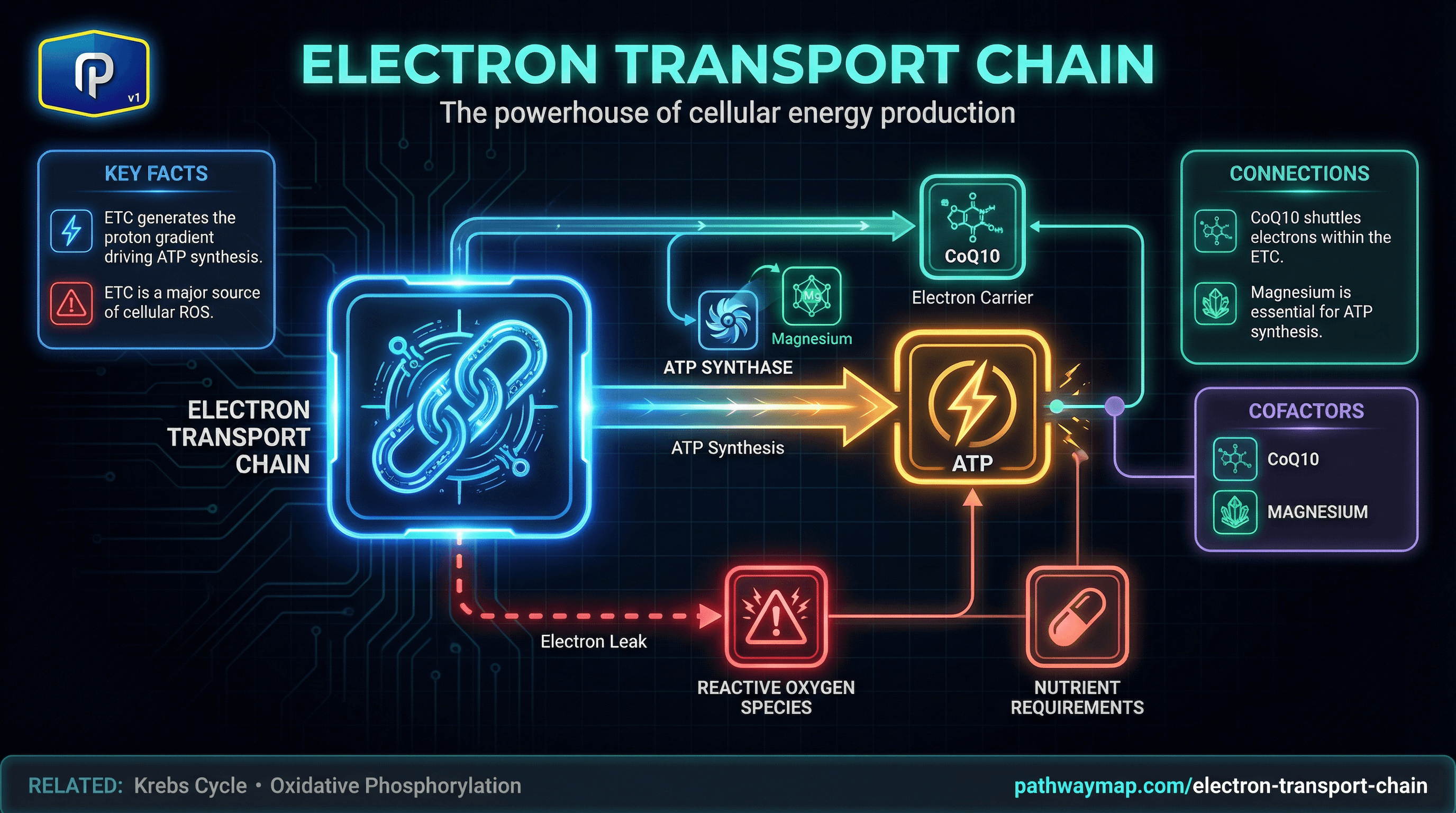Electron transport chain