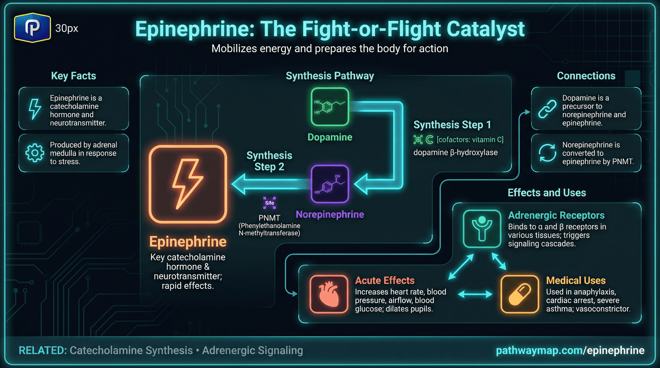Epinephrine synthesis and effects
