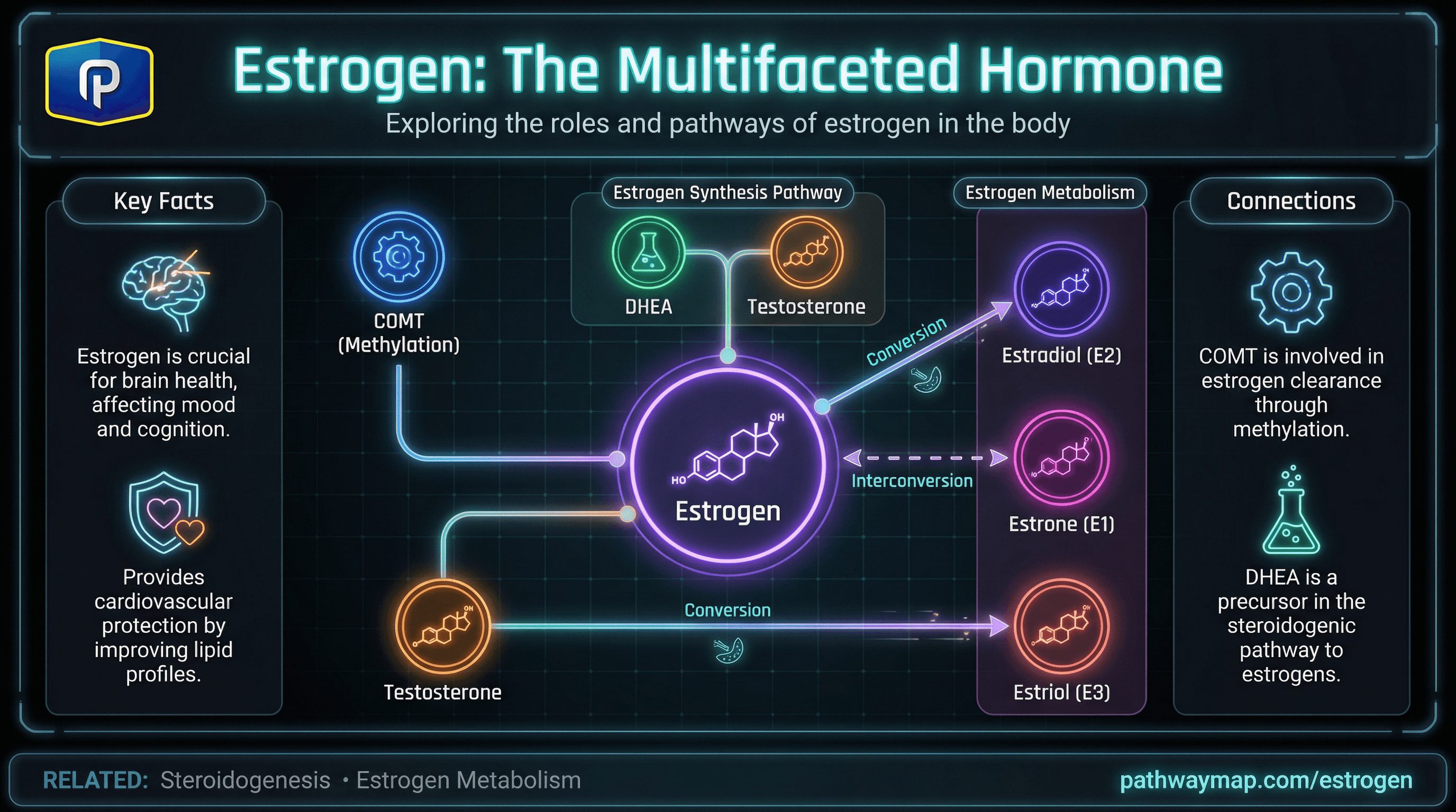 Estrogen synthesis and metabolism pathways