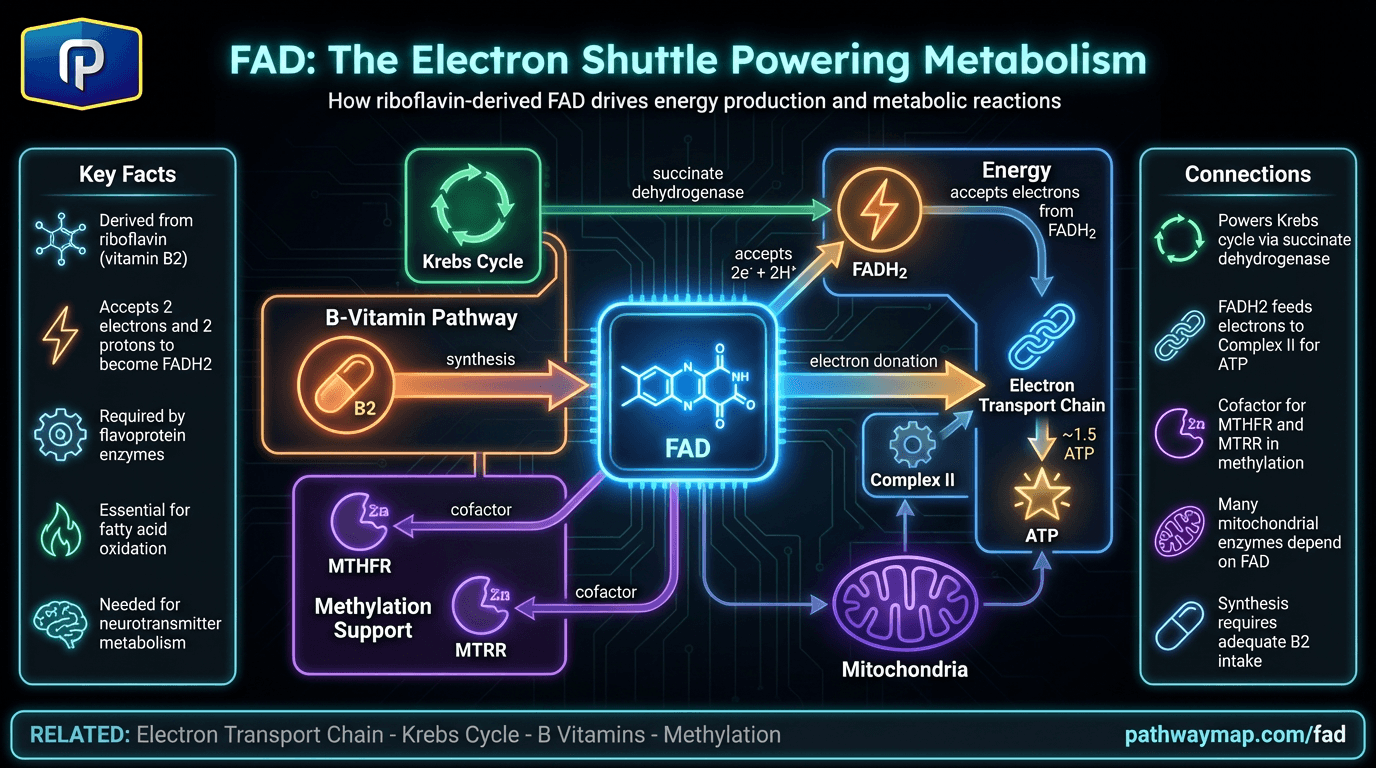 FAD (Flavin Adenine Dinucleotide)