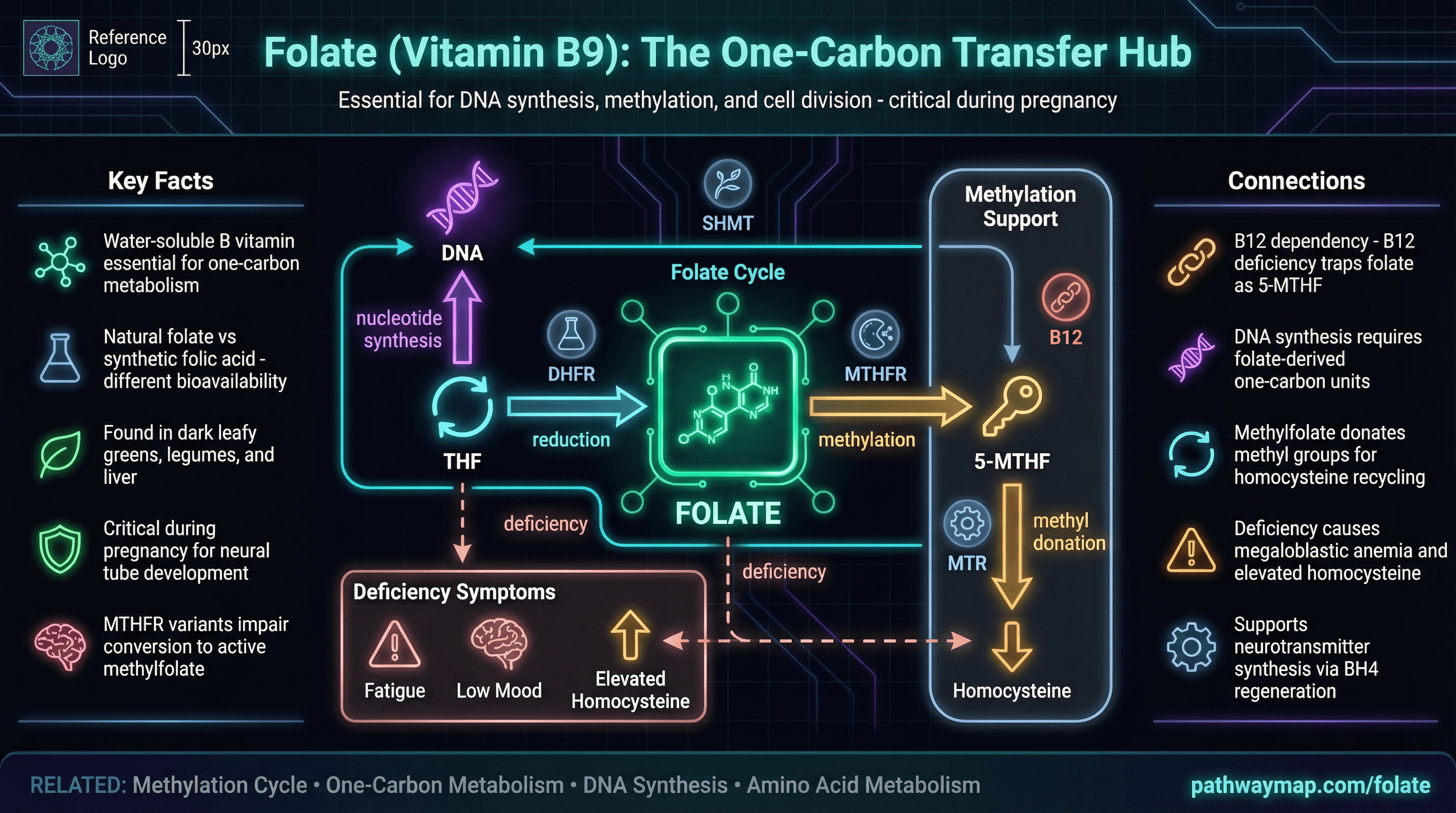 Folate cycle showing THF, methylene-THF, and methylfolate interconversions