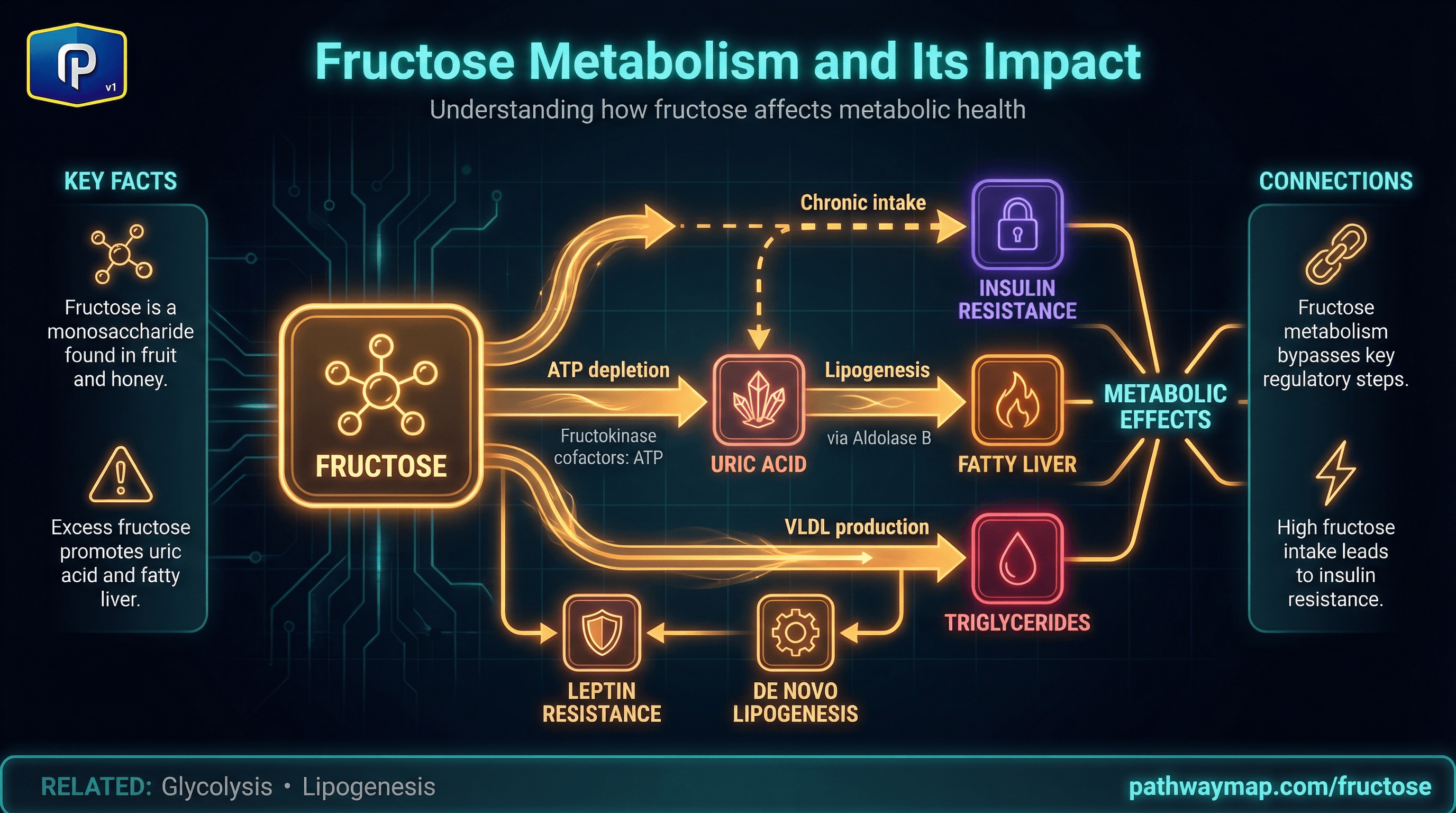 Fructose metabolism