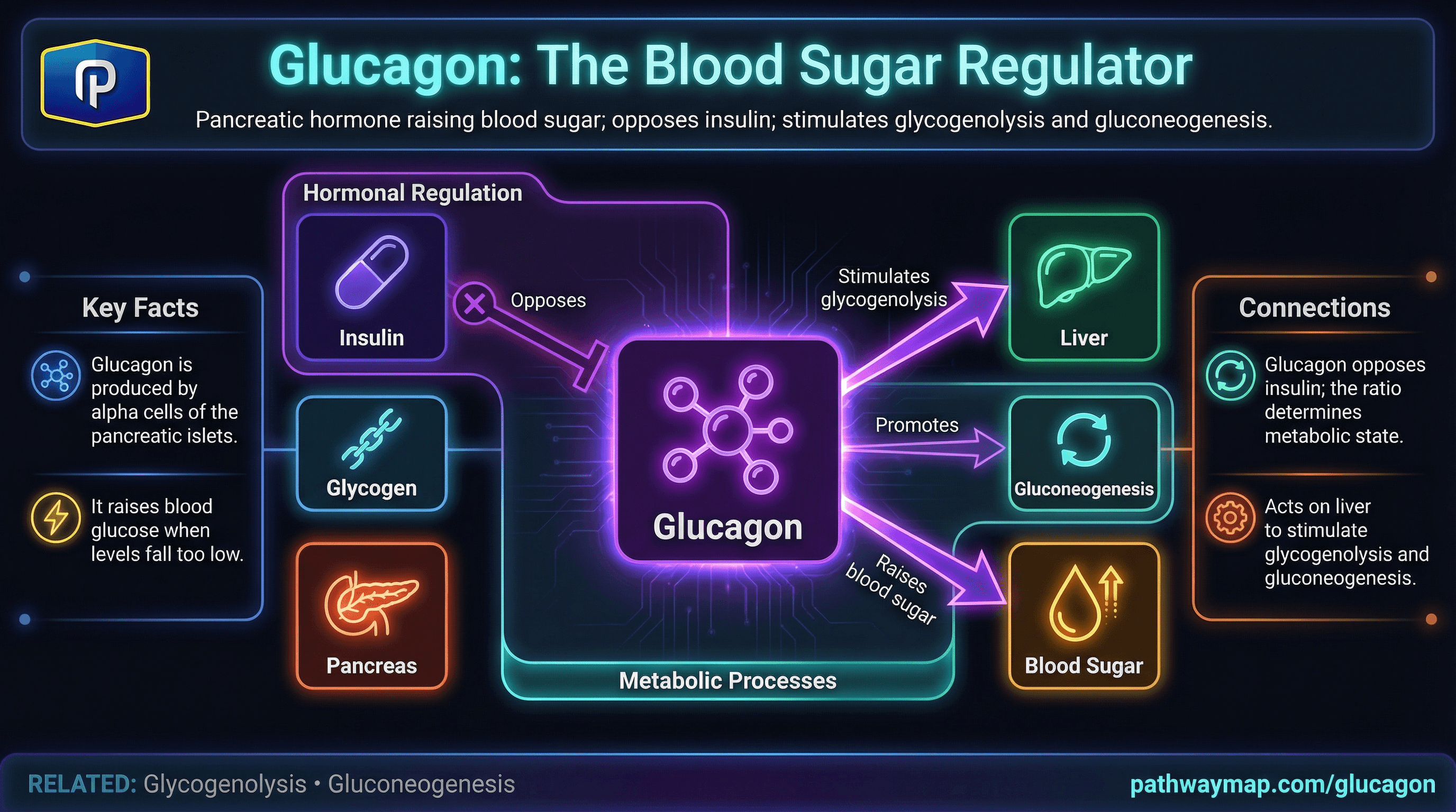 Glucagon and blood sugar regulation