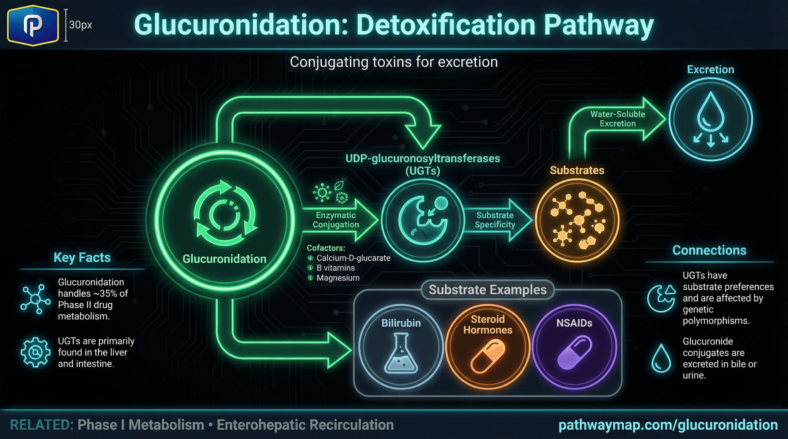 Glucuronidation pathway