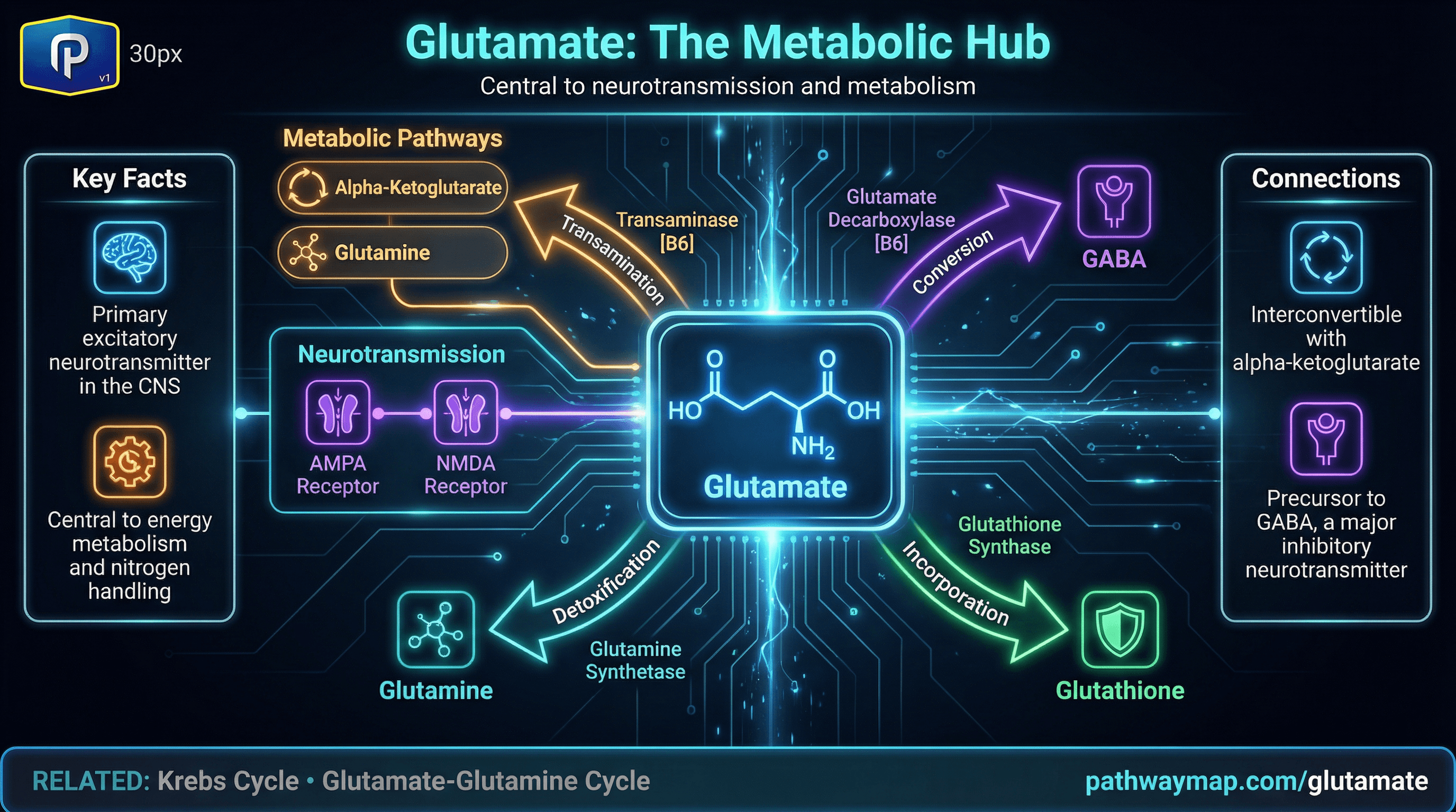 Glutamate pathway diagram