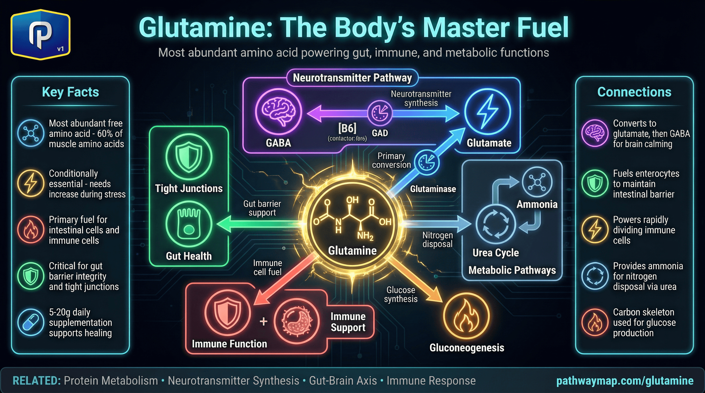 Glutamine metabolism and gut health