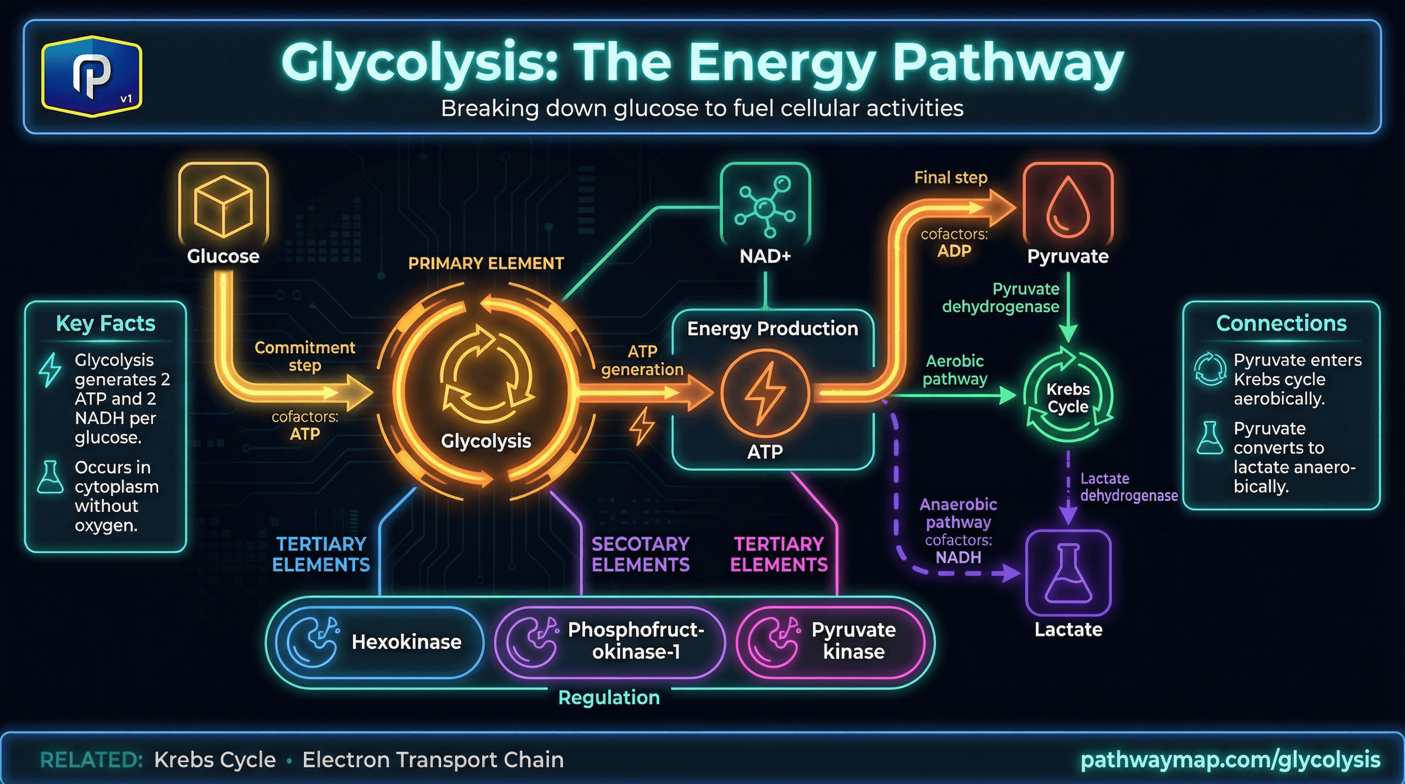 Glycolysis pathway