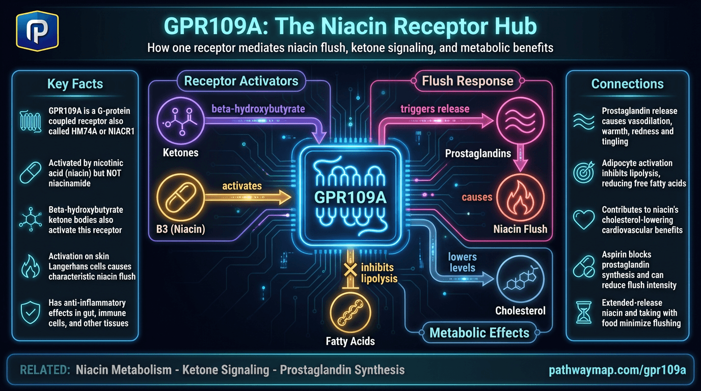 GPR109A (Niacin Receptor)