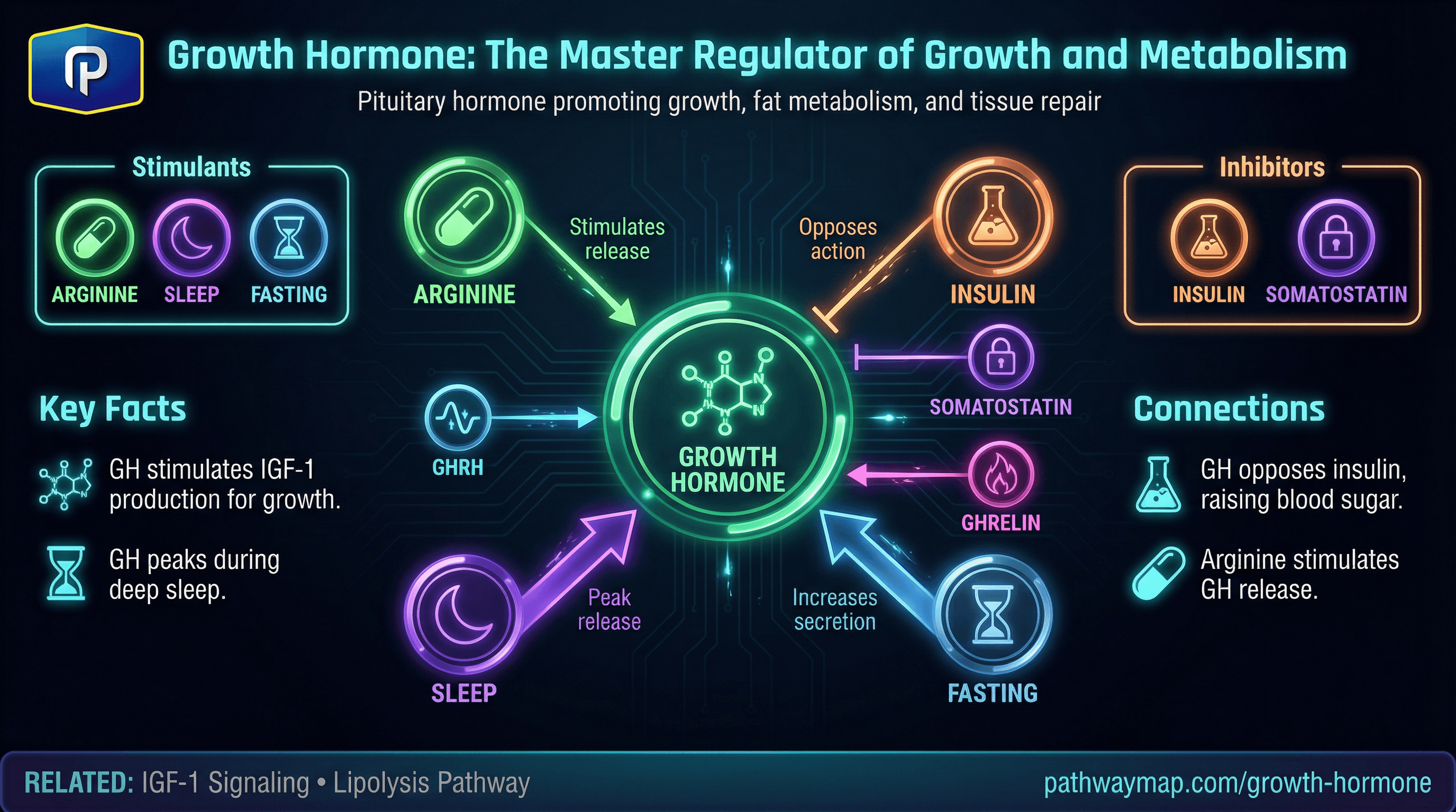 Growth hormone release and effects