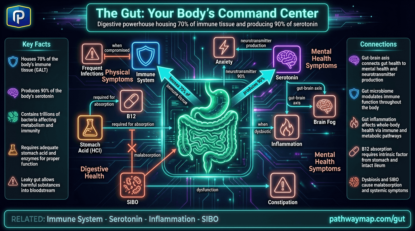 Gut health and the microbiome