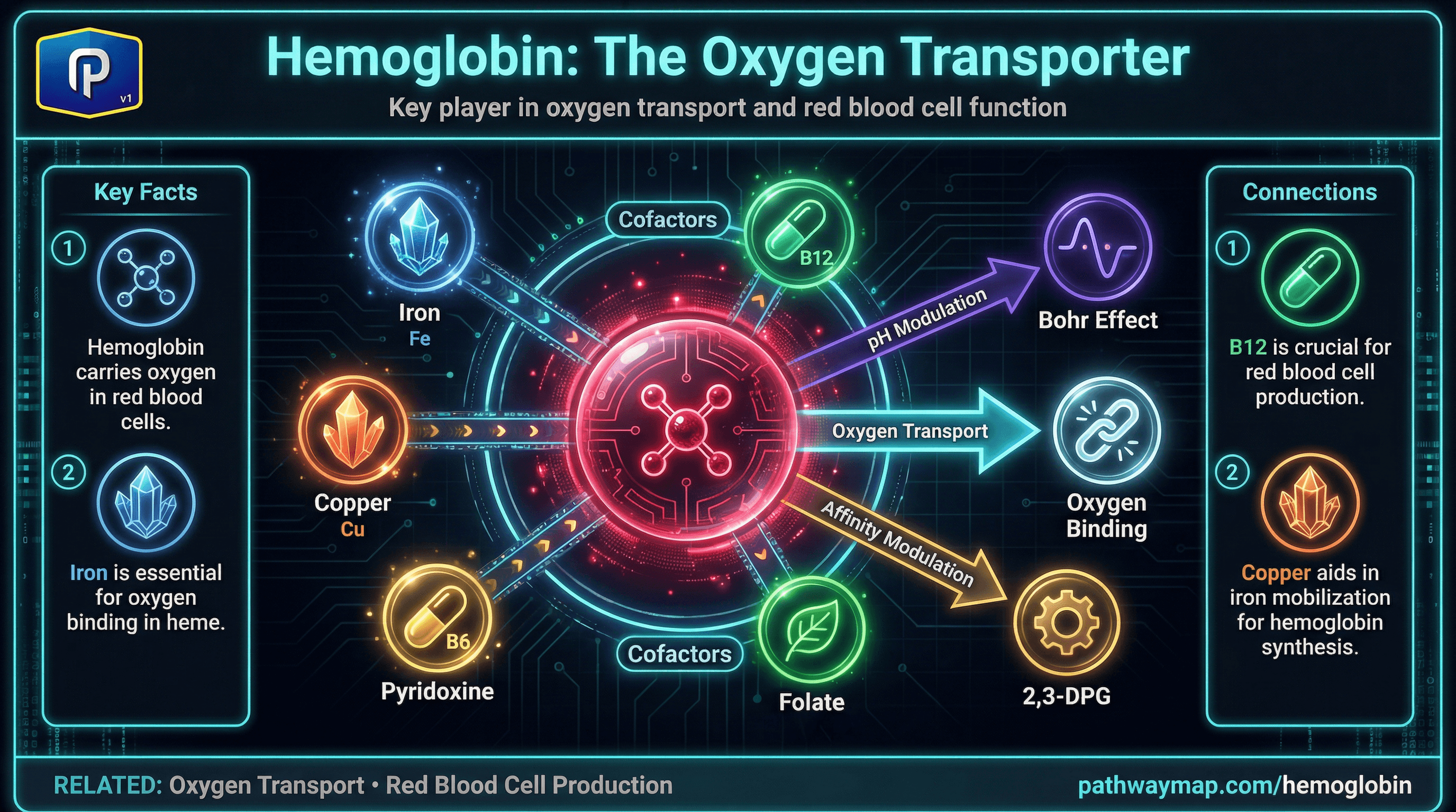 Hemoglobin structure
