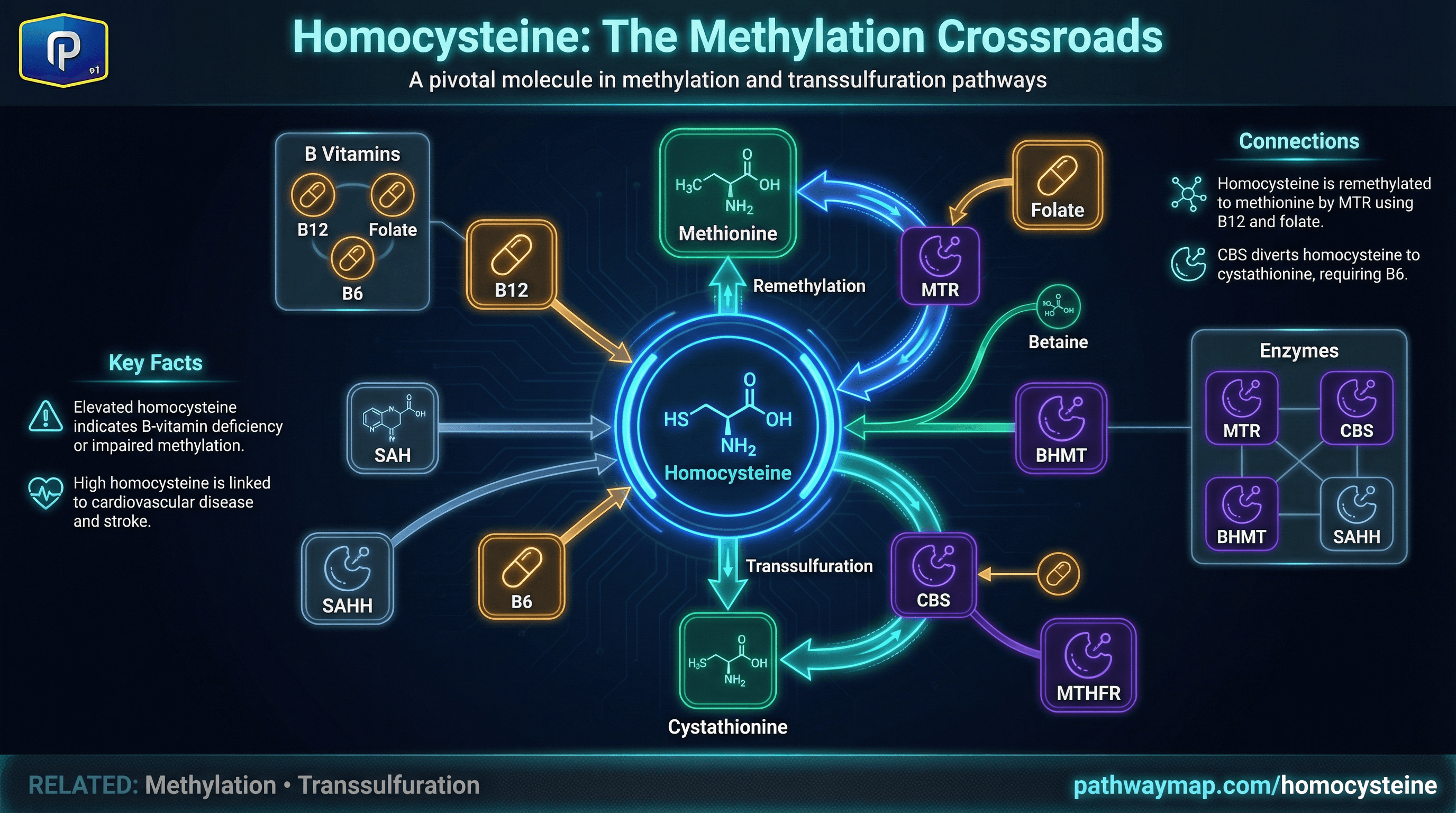 Homocysteine at the crossroads of methylation and transsulfuration