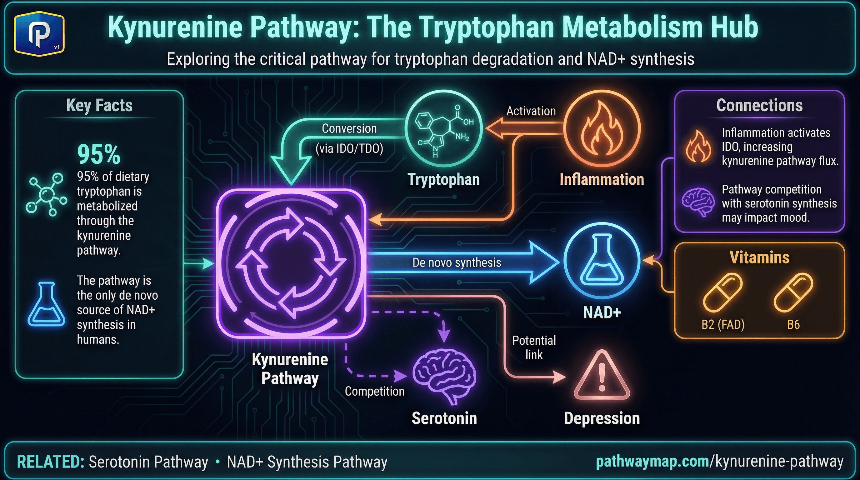 Kynurenine Pathway