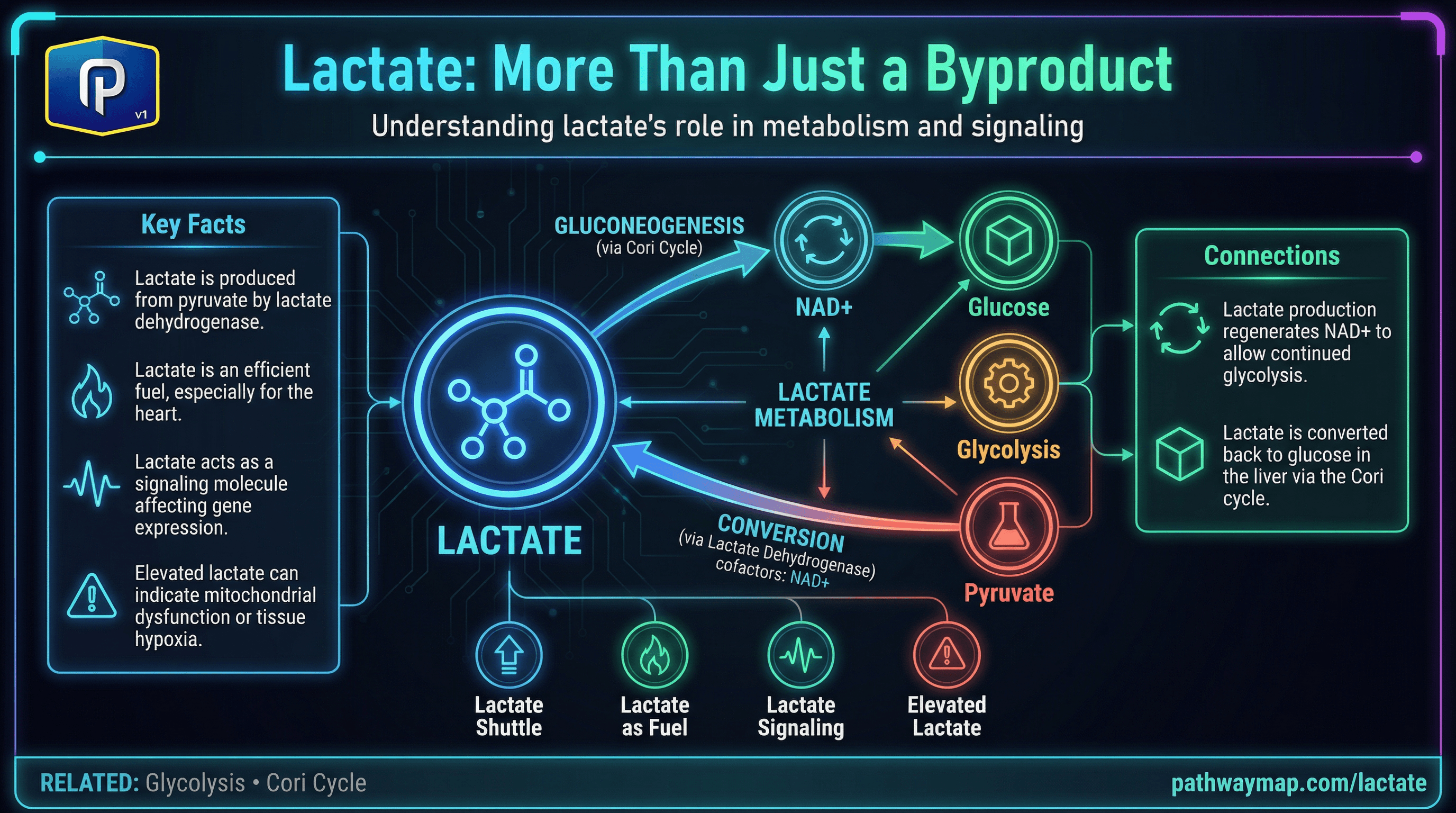 Lactate