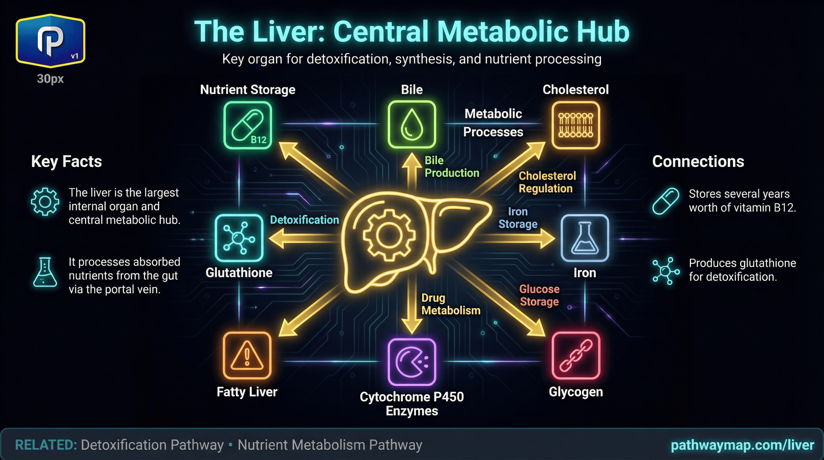 Liver function and detoxification