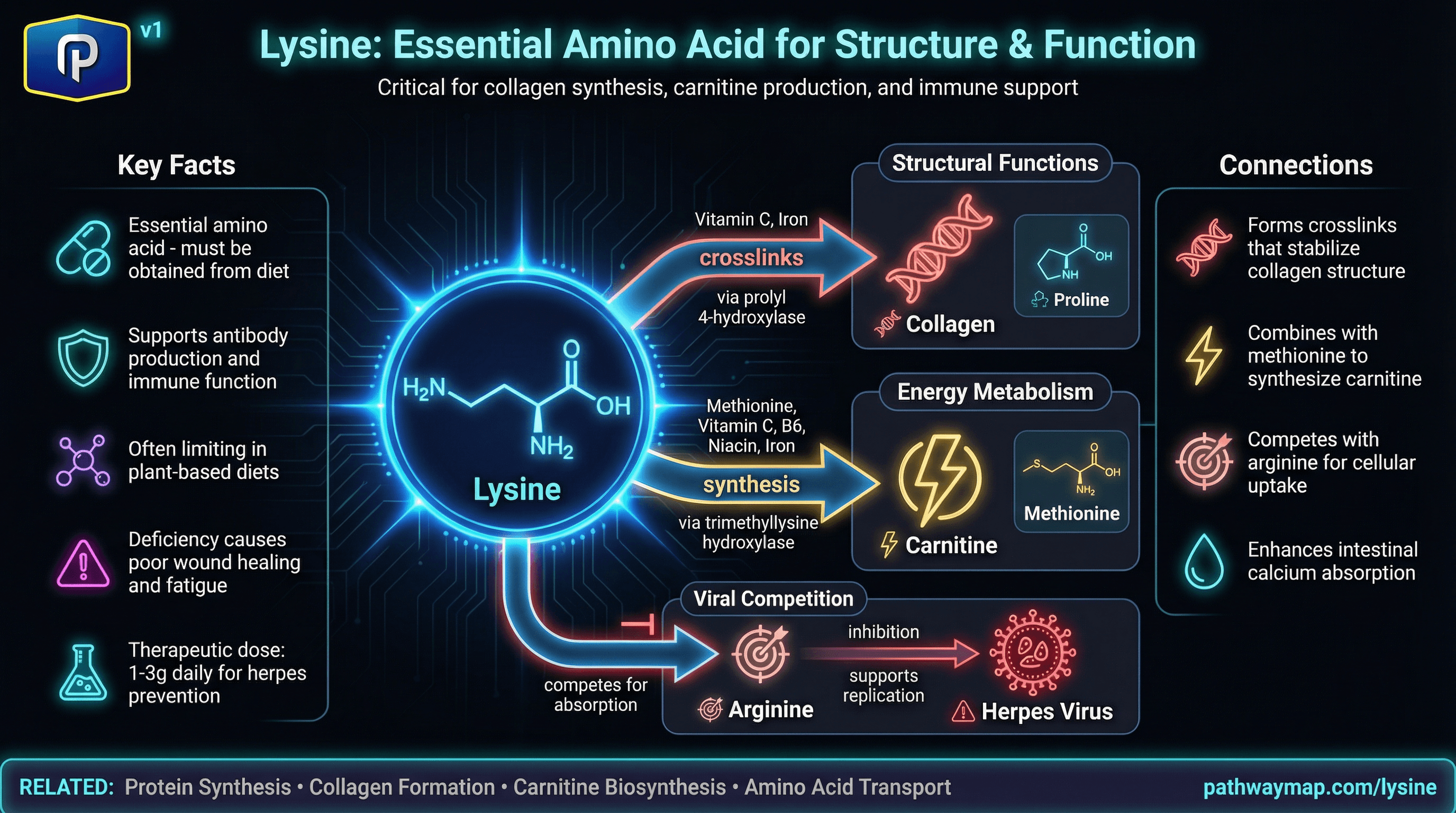 Lysine metabolic pathways