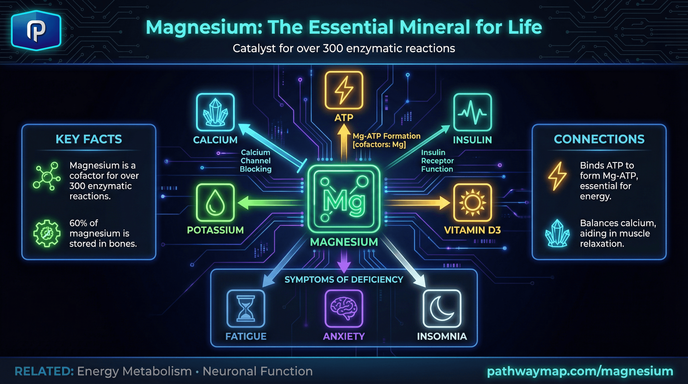 magnesium pathway diagram
