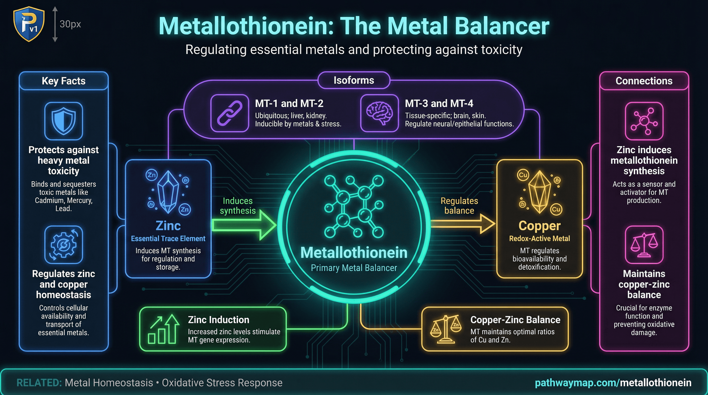 Metallothionein pathway diagram