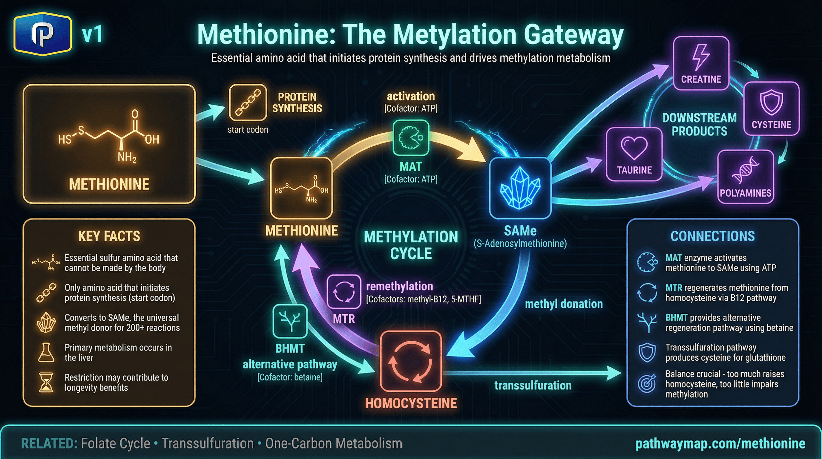 Methionine metabolism and methylation cycle