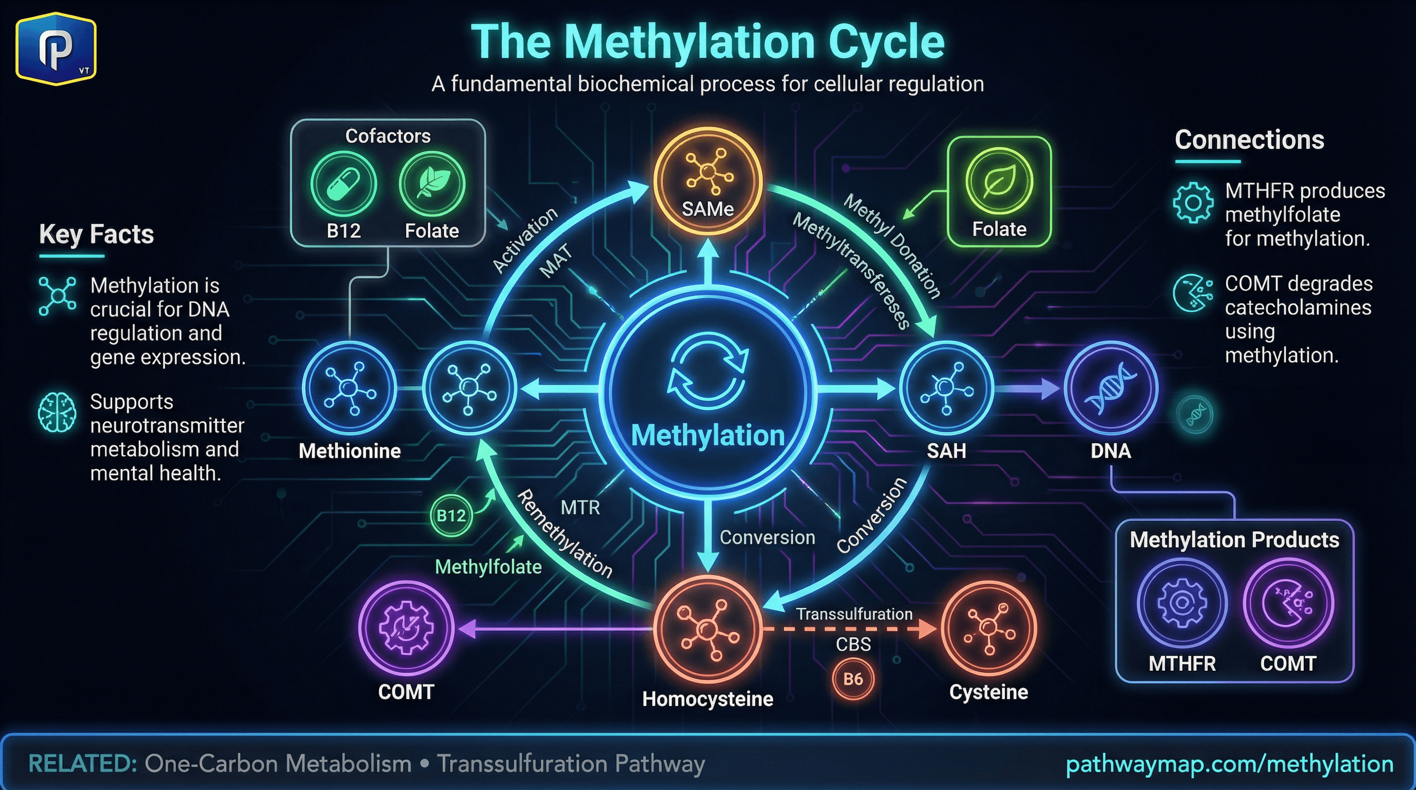Methylation cycle showing methionine, SAM-e, homocysteine, and connections to folate and transsulfuration